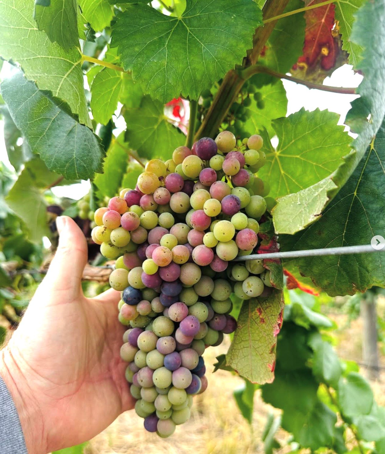 Wednesday Wine Tasting 🍇 🍇 

Join us this month as we feature the incredible wines of @linoramble from McLaren Vale. This boutique, independent winery champions unique Italian varietals grown with sustainability at heart. 

No need to book! Just br