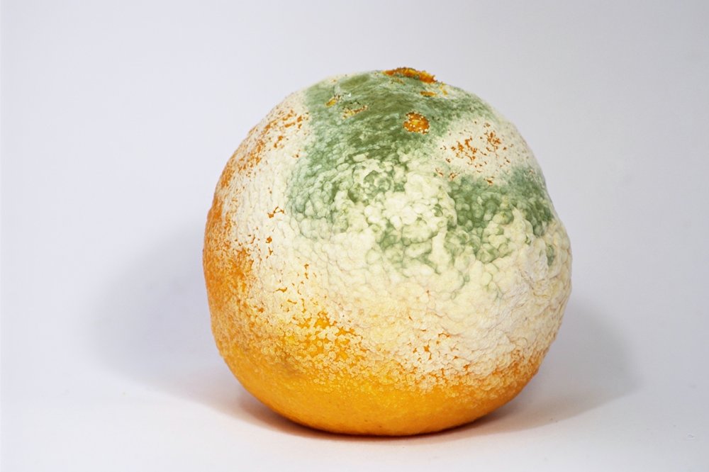Mouldy_Clementine.jpg