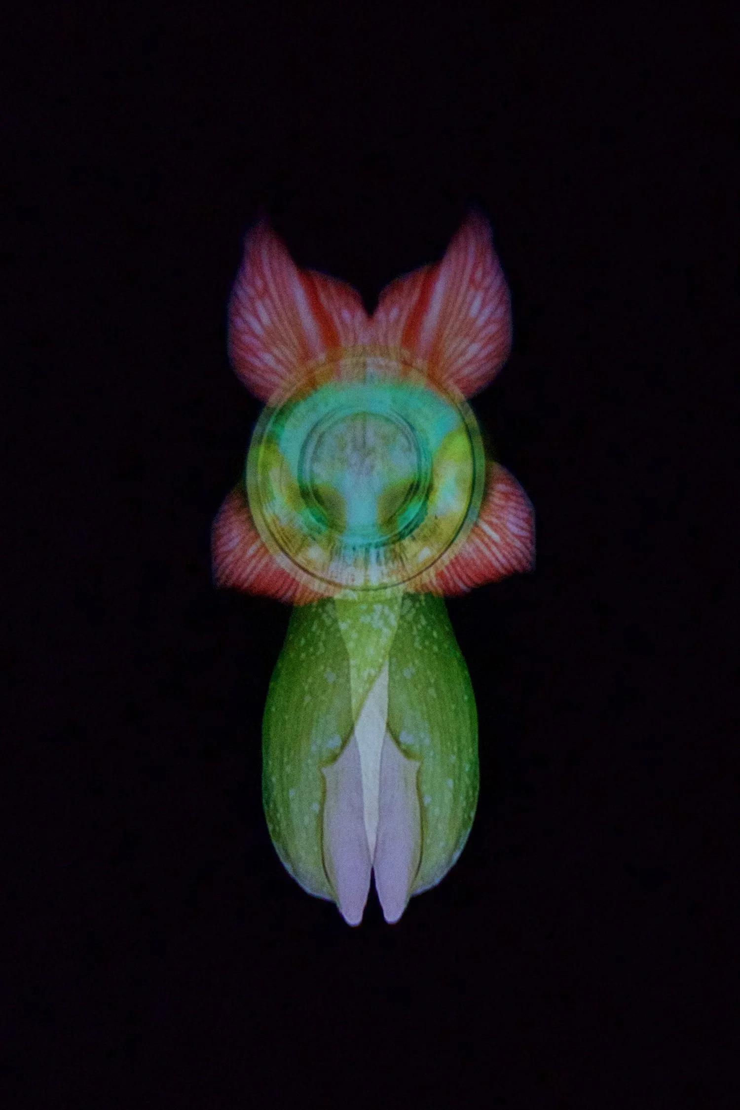 Freya Burnett: Essence