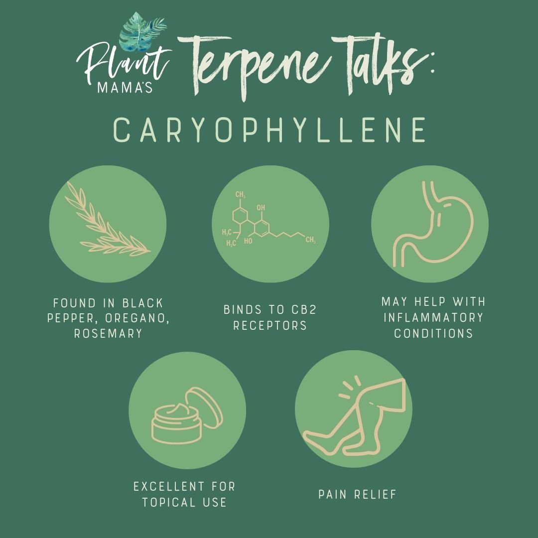 Welcome to Terp Talks, a new series where we walk you through some of our favorite terpenes, where to find them, and what they can do for you! Terpenes are naturally occurring oil compounds that give many plants their distinct tastes and aromas. Whil