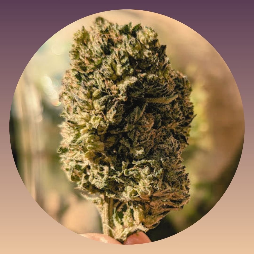 🍃✨ Meet our current bulk flower offering: Platinum Cookies! 🍪💎 Elevate your experience with this potent yet mellow strain, renowned for its incredible pain, nausea, and stress-relief properties. Its dominant terpene, caryophyllene, is celebrated f