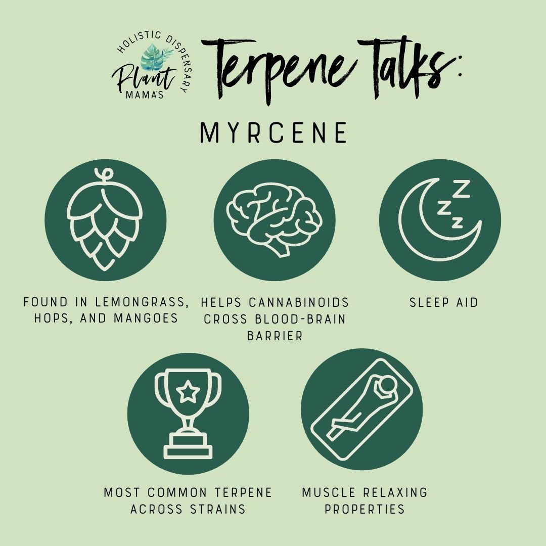 Next up in our series on terpenes: myrcene! This terpene is found in mangoes, lemongrass, and hops, and is the compound that gives beer its fragrance. 🍻 It is the most common dominant strain in modern commercial cannabis - if you purchase any strain