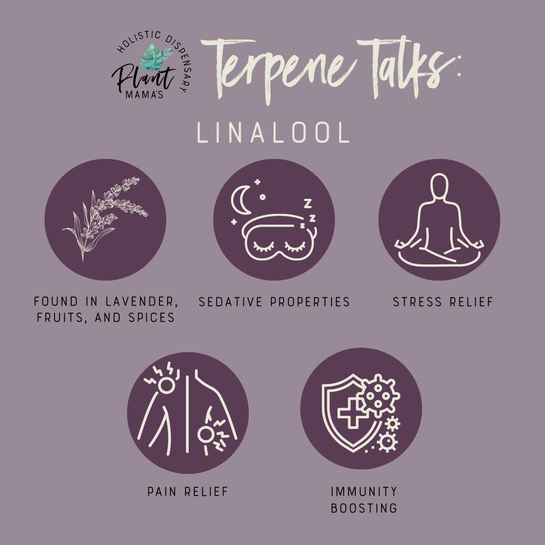 Welcome back to terpene talks, where Plant Mama&rsquo;s teaches you about what makes your bud smell like that! 👃🍃 Today we&rsquo;re talking about linalool, the oil compound with a lavender scent that can be found in over 200 types of plants. Linalo