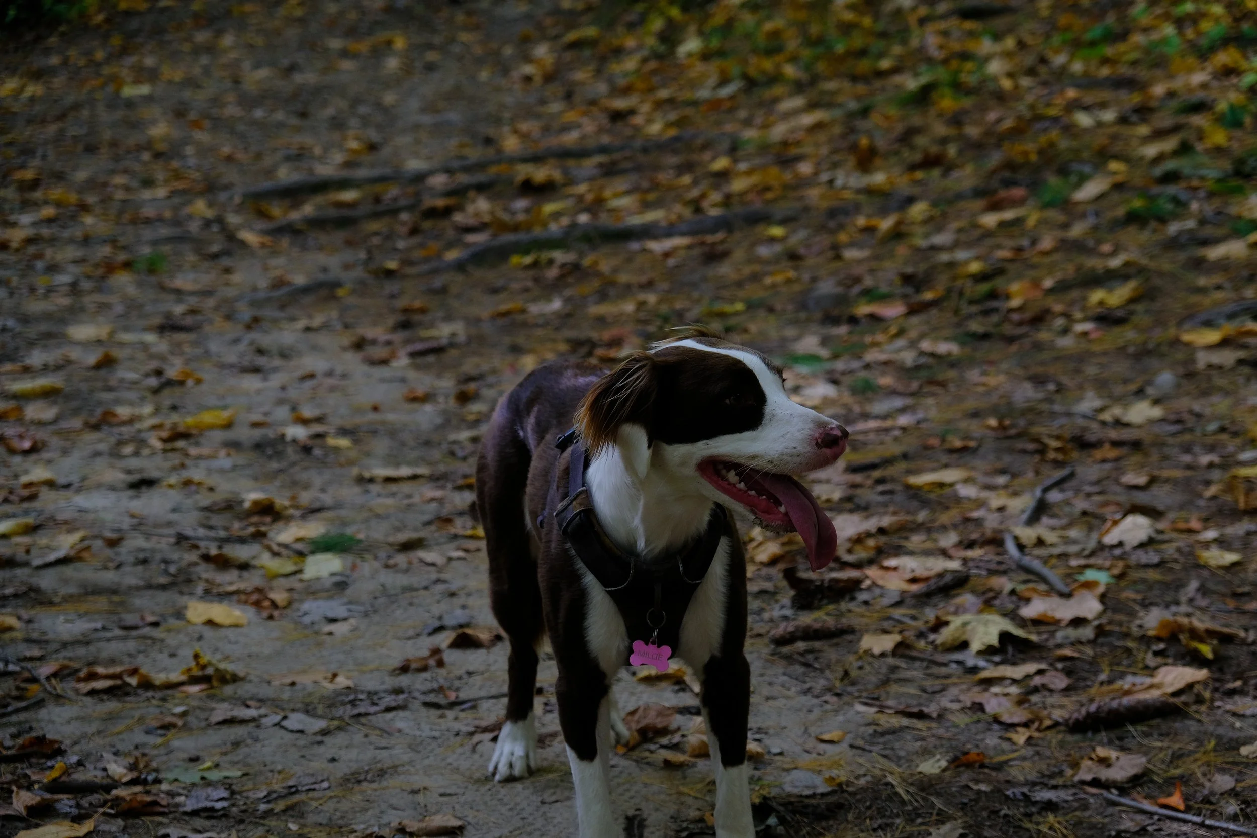 DSCF0400.JPG