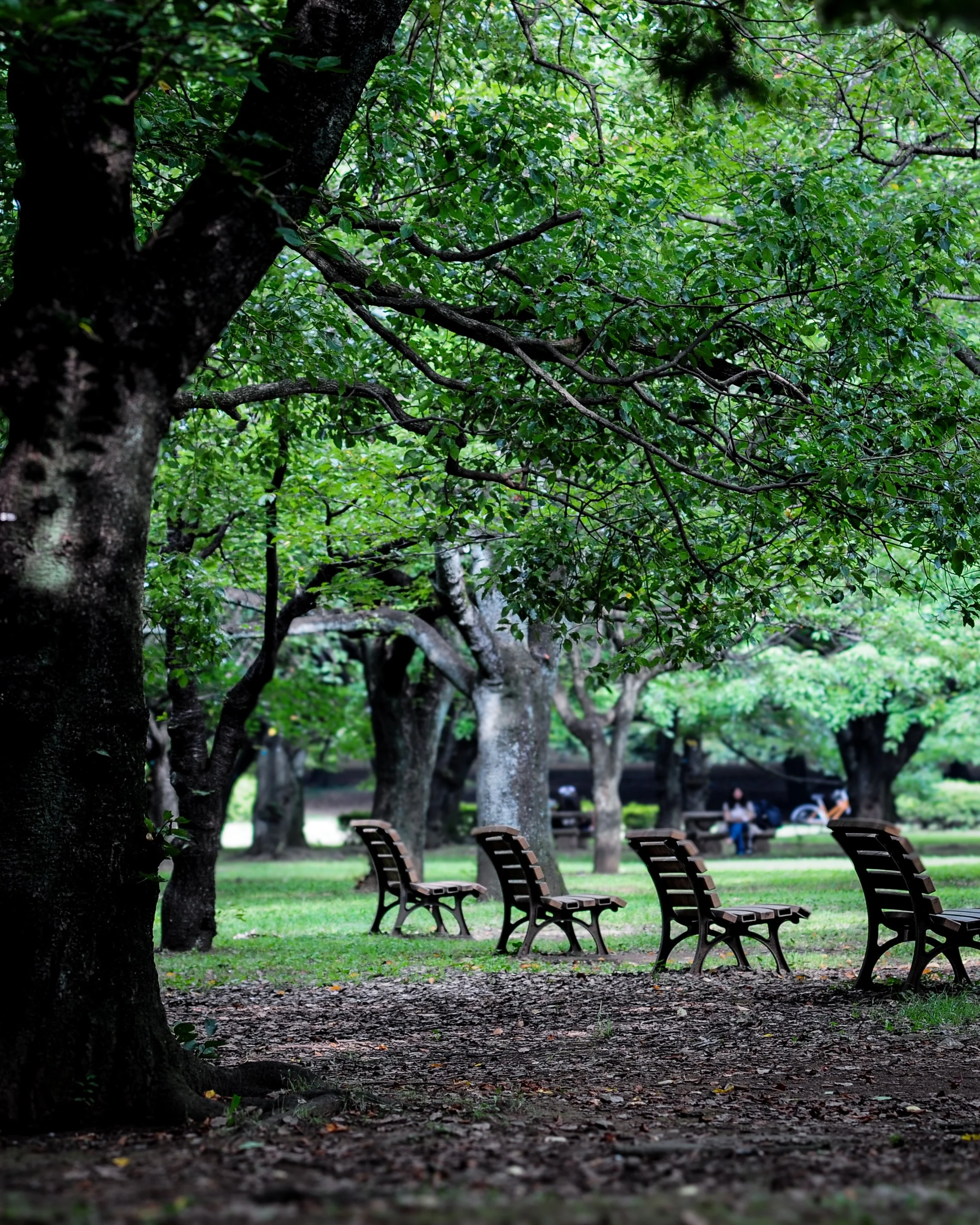 Park with multiple empty benches under a canopy of green leaves on trees, showing a few people sitting in the background.