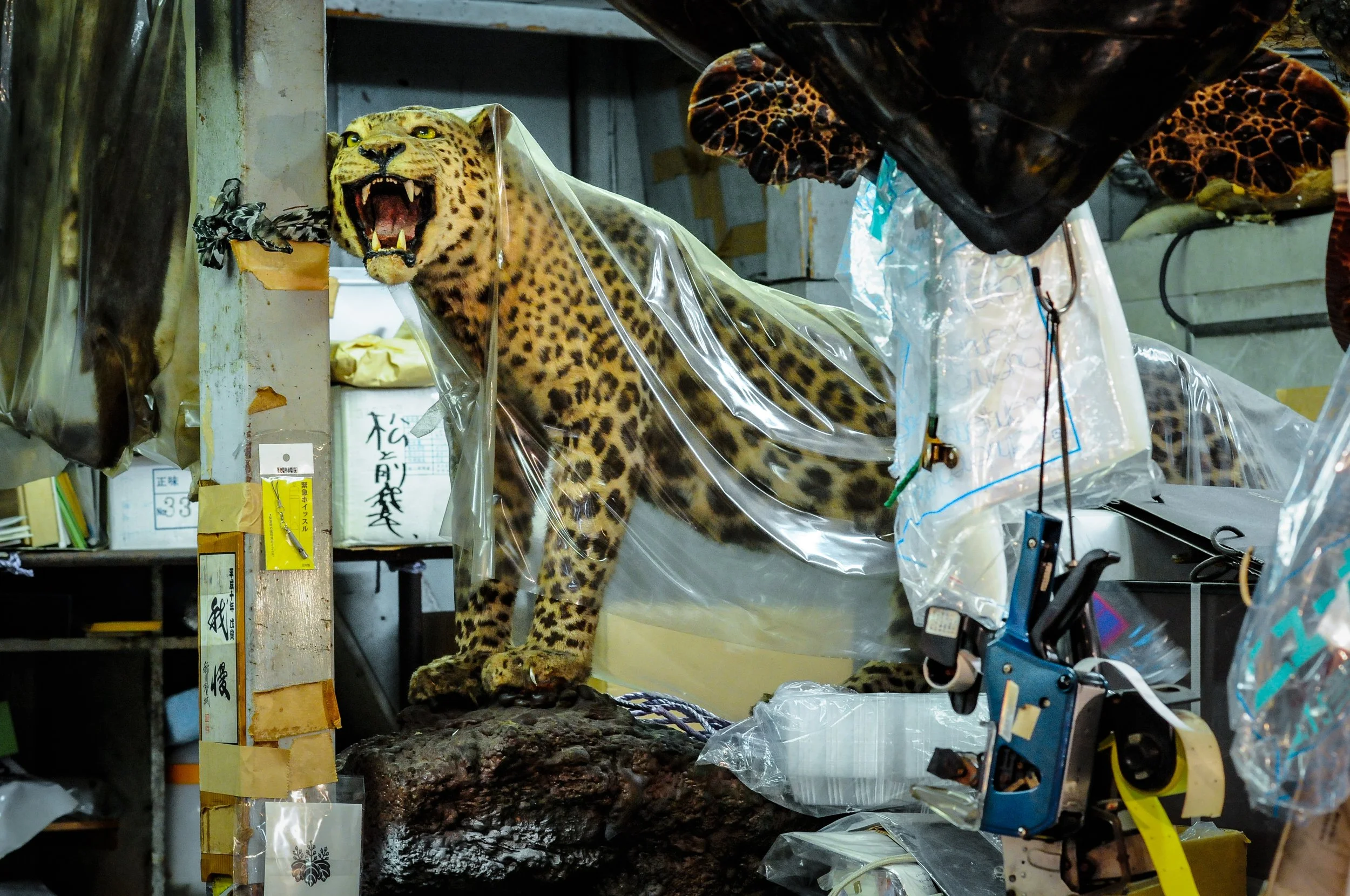 A realistic model of a snarling jaguar with yellow eyes and spots, positioned on a cluttered workbench in a workshop, surrounded by tools, packaging, and equipment.
