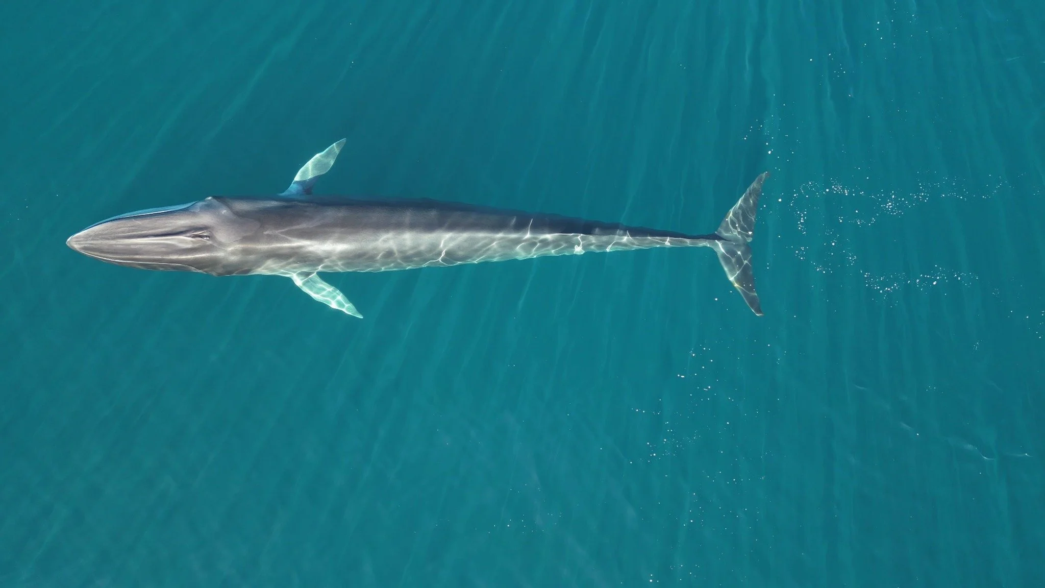 We are thrilled to partner with@balean_foundation  to work towards oceans protection. Balean empowers anyone&mdash;scientists, citizens, or companies&mdash;to take part in ocean conservation and restoration through a global digital community built on