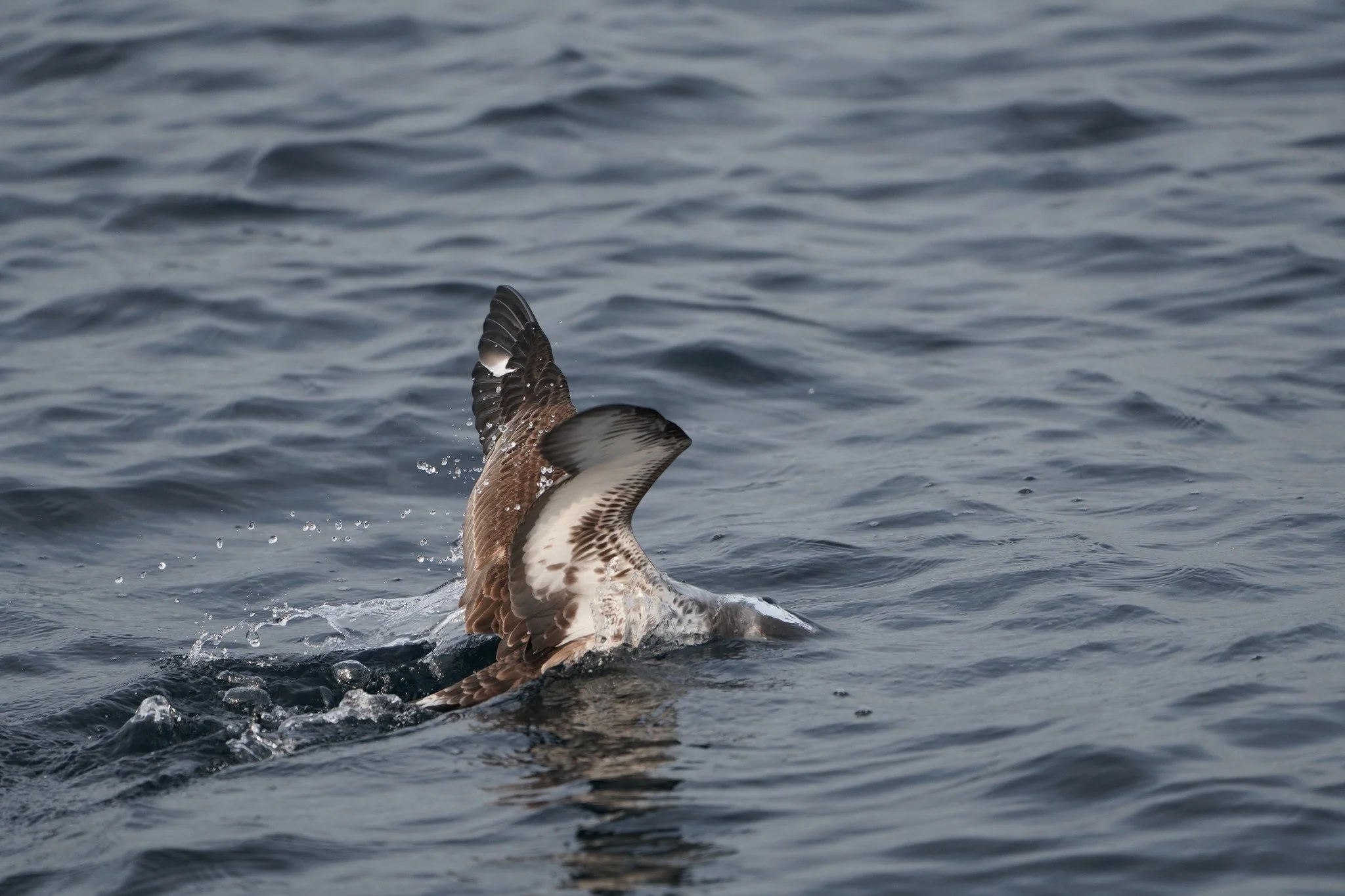 Greater shearwater (Ardenna gravis) hunting fish at the surface. We are often seeing Atlantic saury (Scomberesox saurus) at the surface. Perhaps the shearwaters are targe#marinelife 

Puffins majeurs (Ardenna gravis) chassant des poissons en surface.