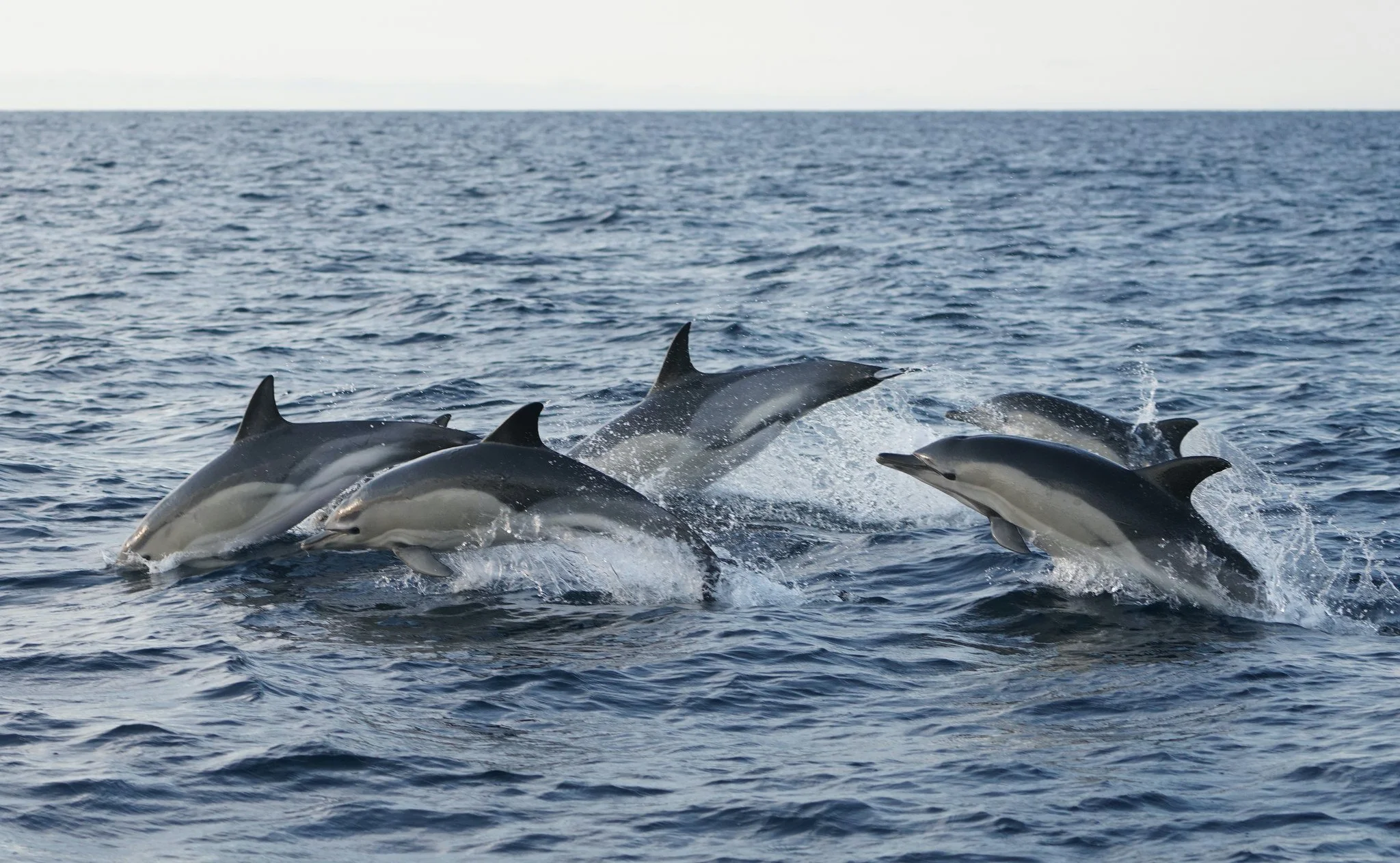 Our days often start with large groups of common dolphins (Delphinus delphis). We are noticing several very young calves in most of the groups we encounter.

Nos journ&eacute;es commencent souvent avec de grands groupes de dauphins communs (Delphinus