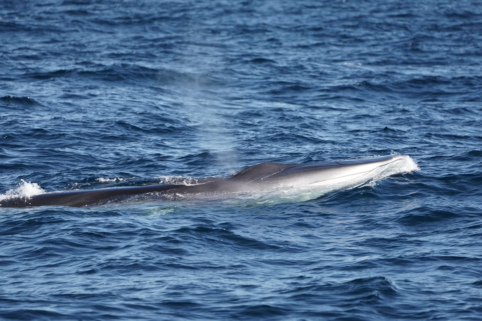 We are heading out on a whale survey on the Scotian Shelf, focusing primarily on large baleen whales while also documenting all marine mammal sightings. Our work targets areas of proposed offshore wind development in Nova Scotia, where we are collect