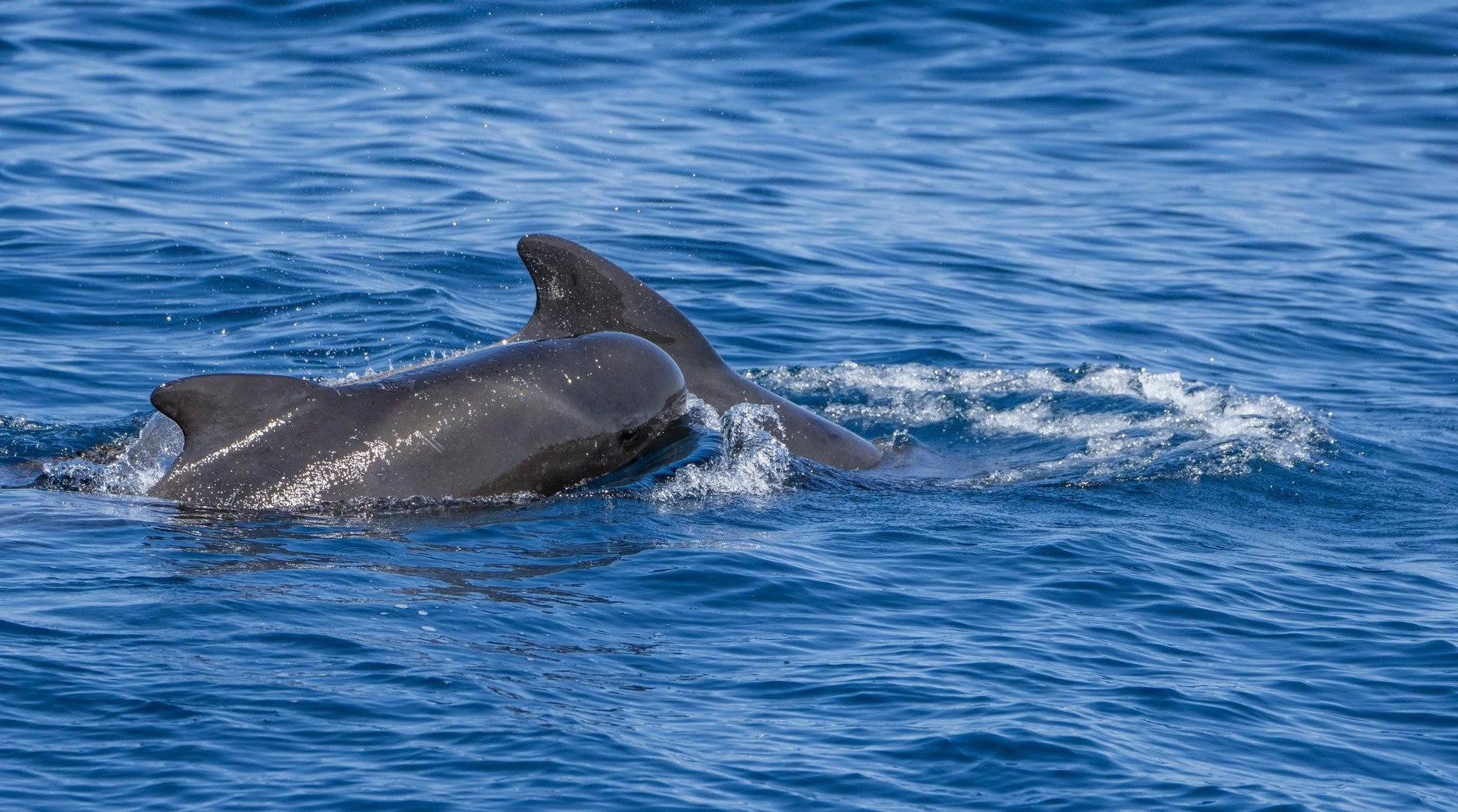 Long-finned pilot whales (Globicephala melas) is one of the species that we saw the most regularily, especially in 2023. Sightings seemed to be concentrated near the shelf edge. I many of the groups we encountered, lots of them had juveniles and or v