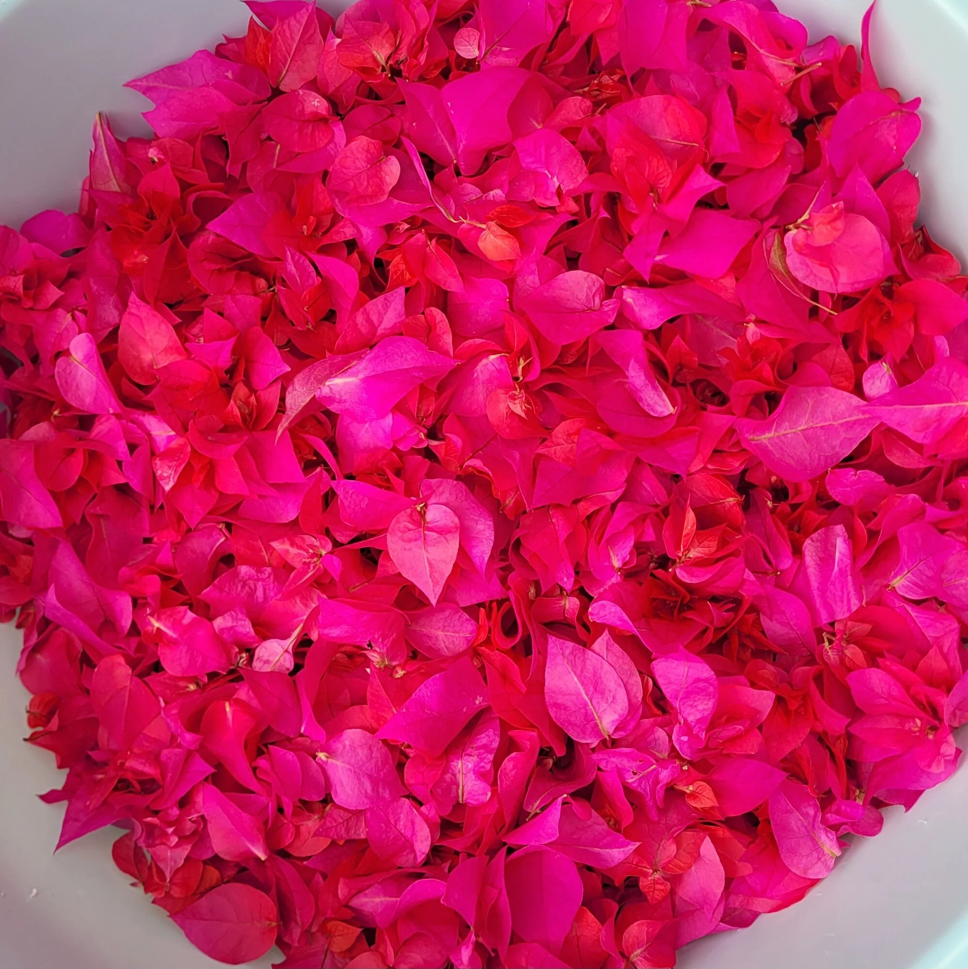 bougainvillea leave-in-2.jpg