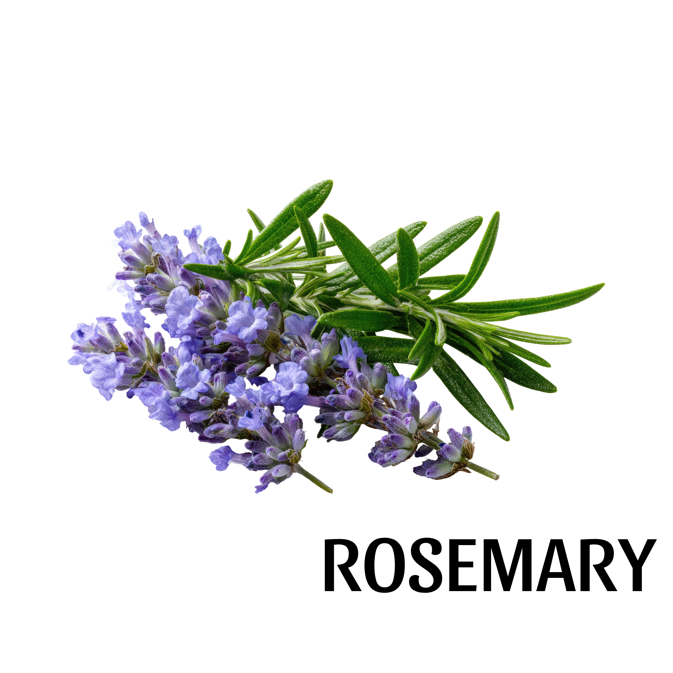 rosemary.png