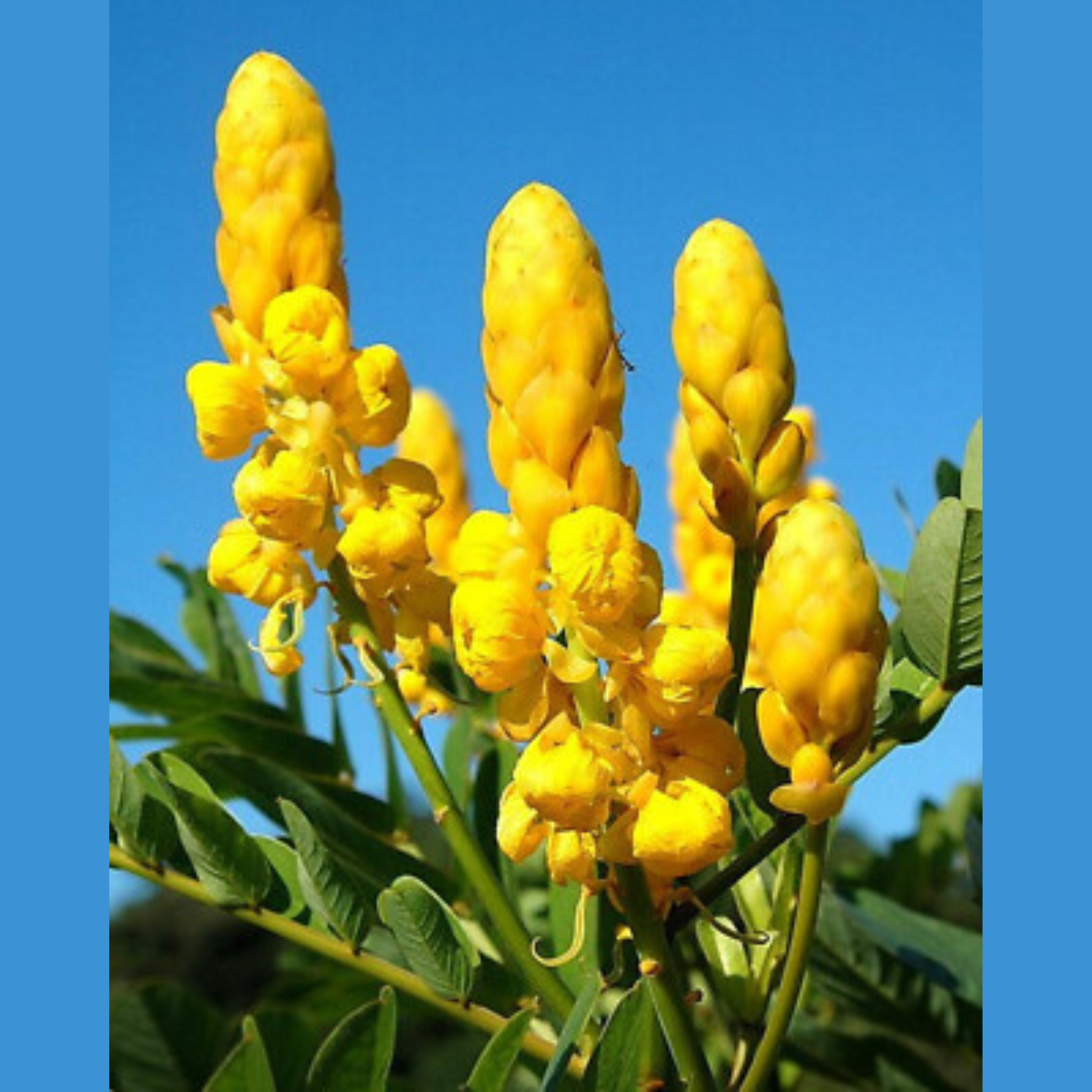 king of the forest (1).png