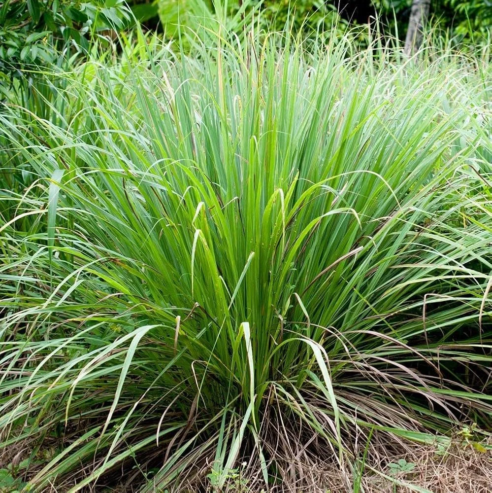 fevergrass plant.jpg
