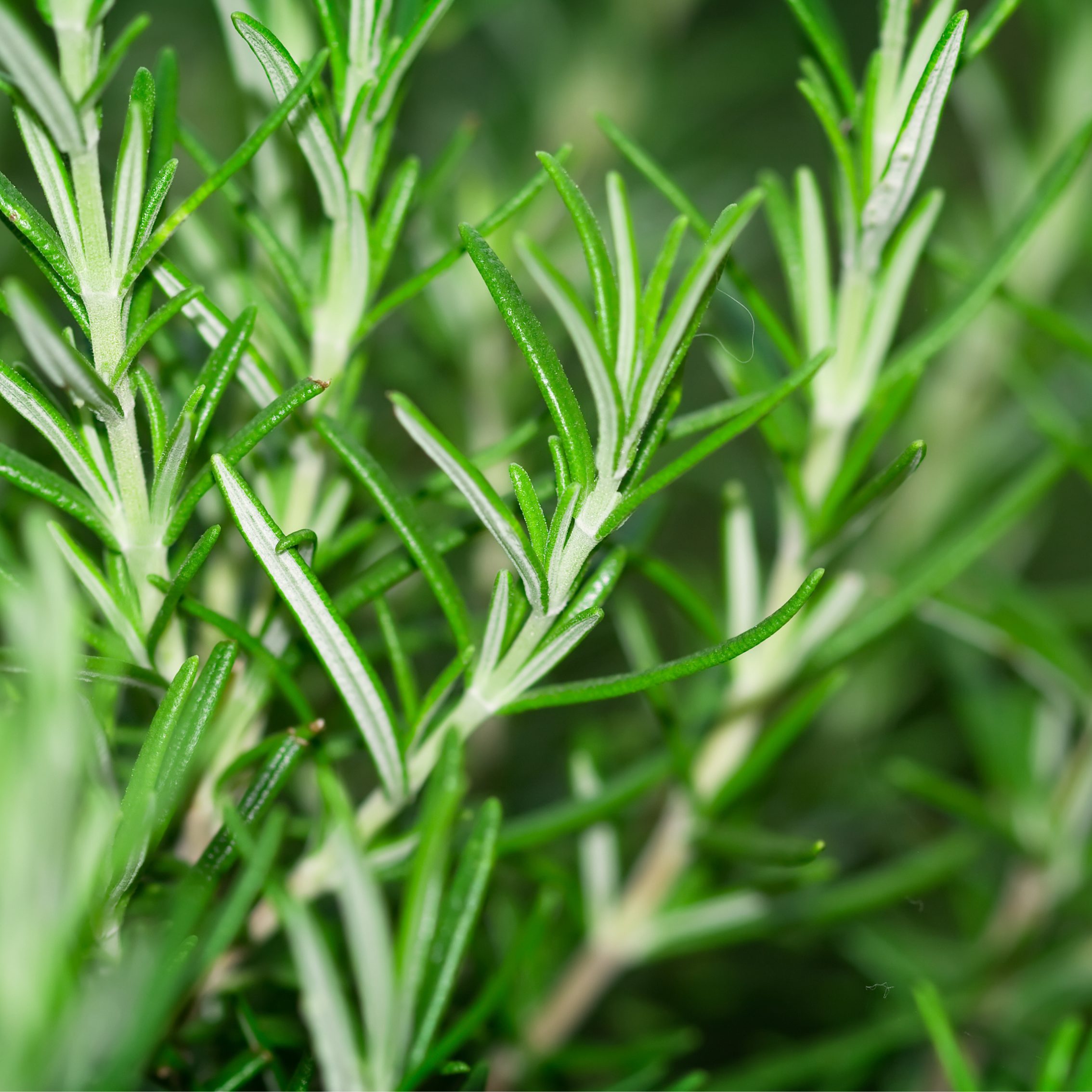 rosemary plant.png