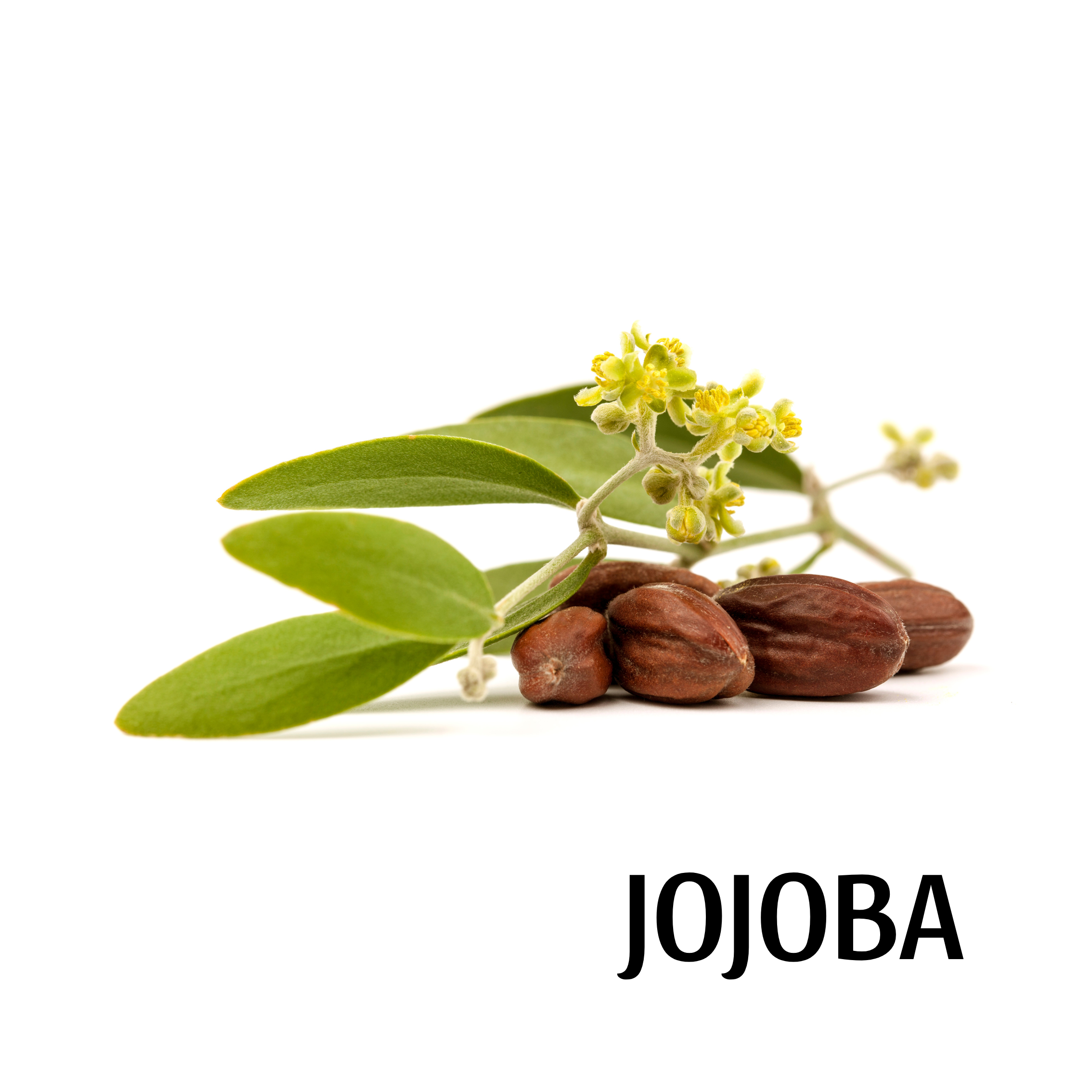 jojoba.png