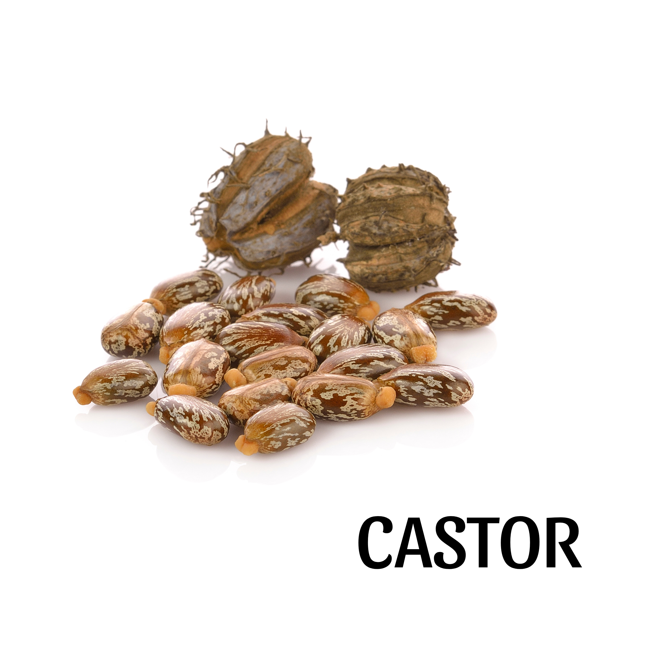 castor.png