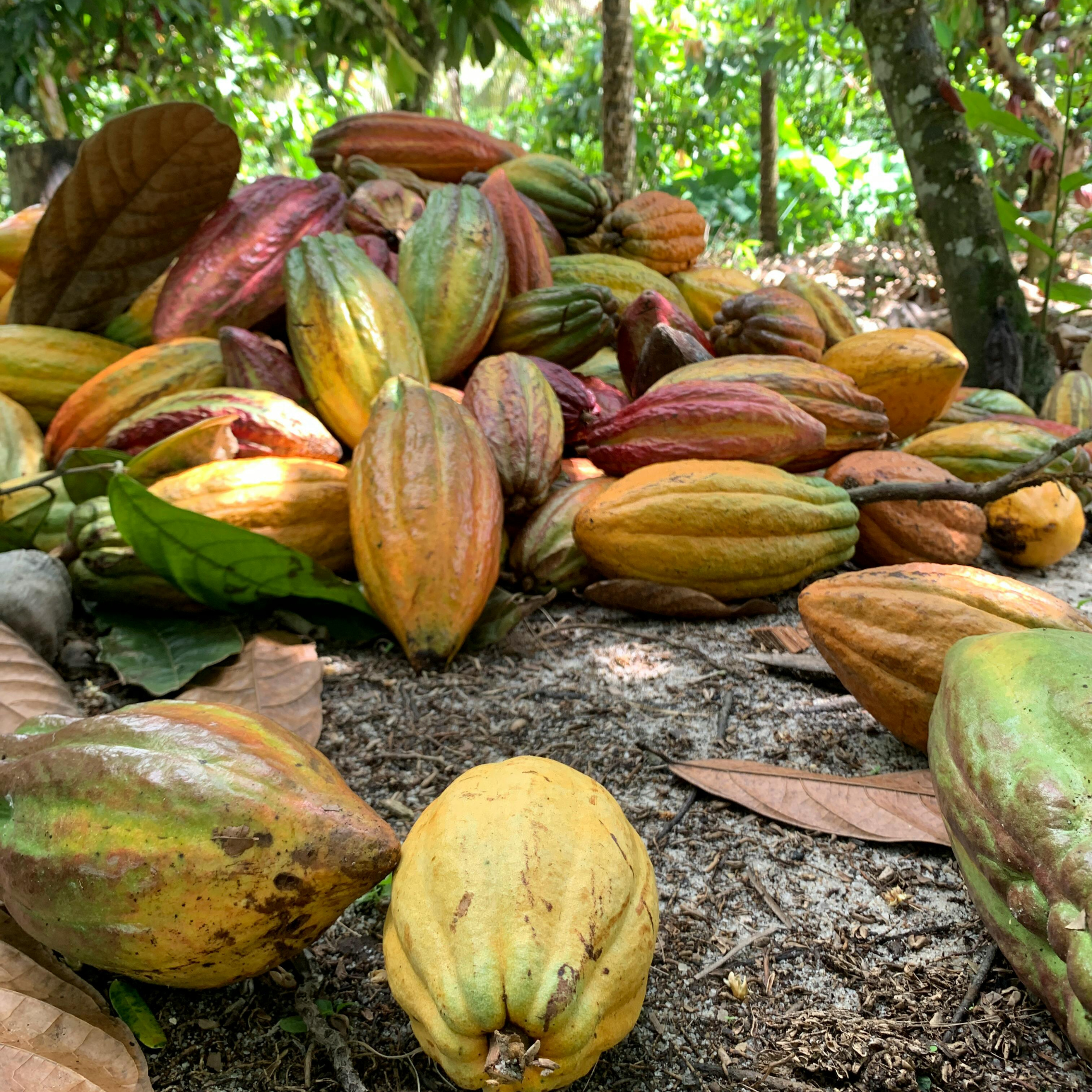 cocoa-mint shampoo bar
