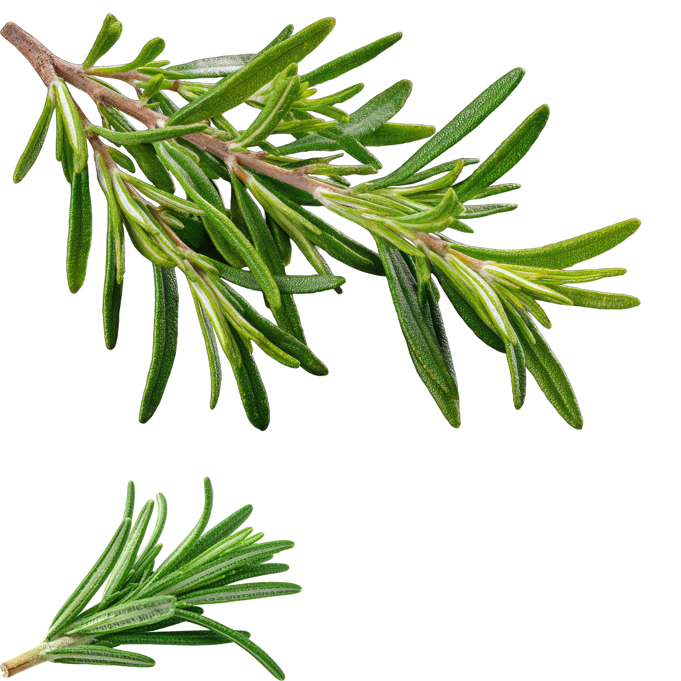 rosemary 2.png