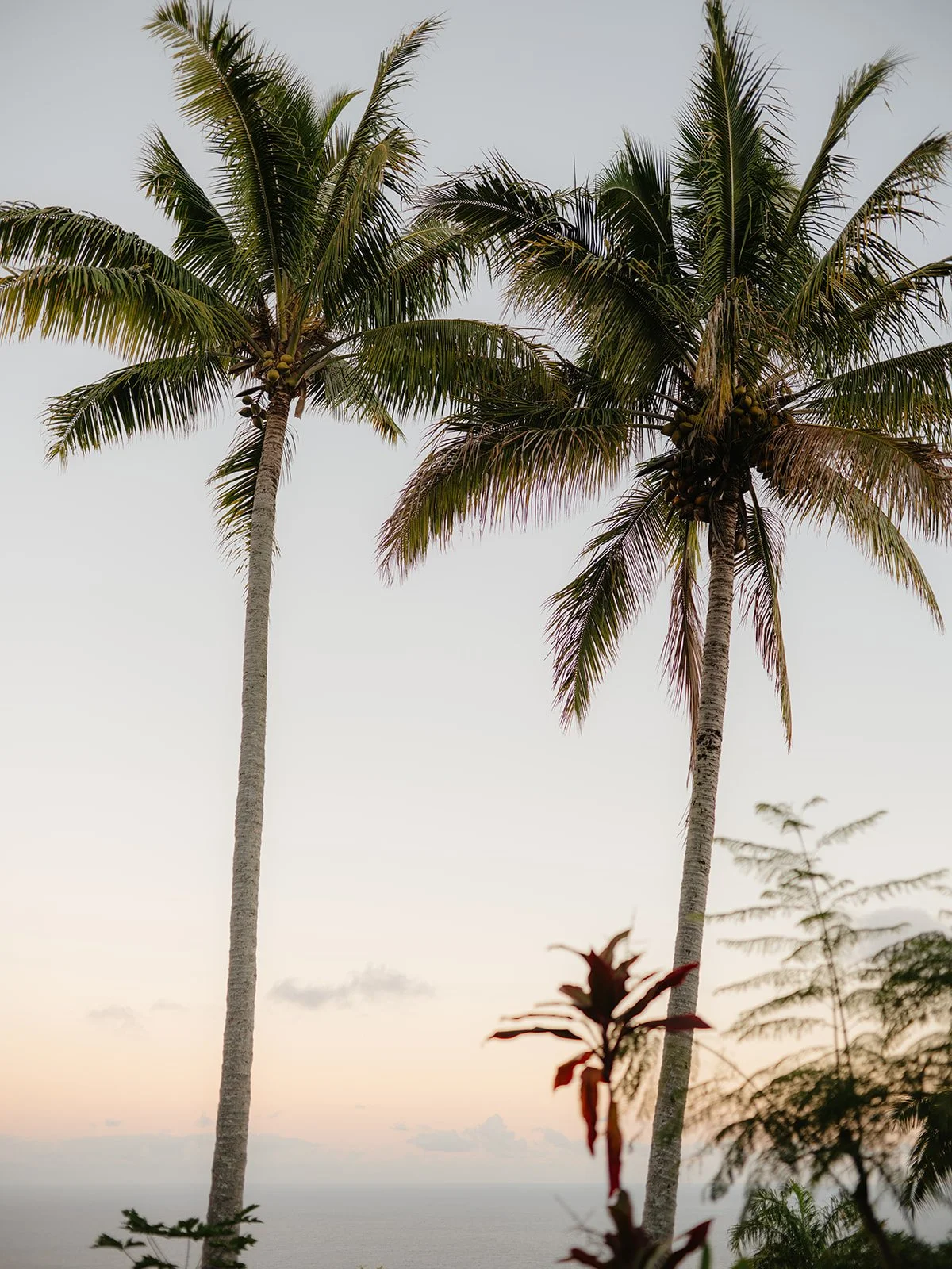 Two tall coconut palm trees with green fronds and coconuts, overlooking the ocean during sunset or sunrise, with a clear gradient sky.