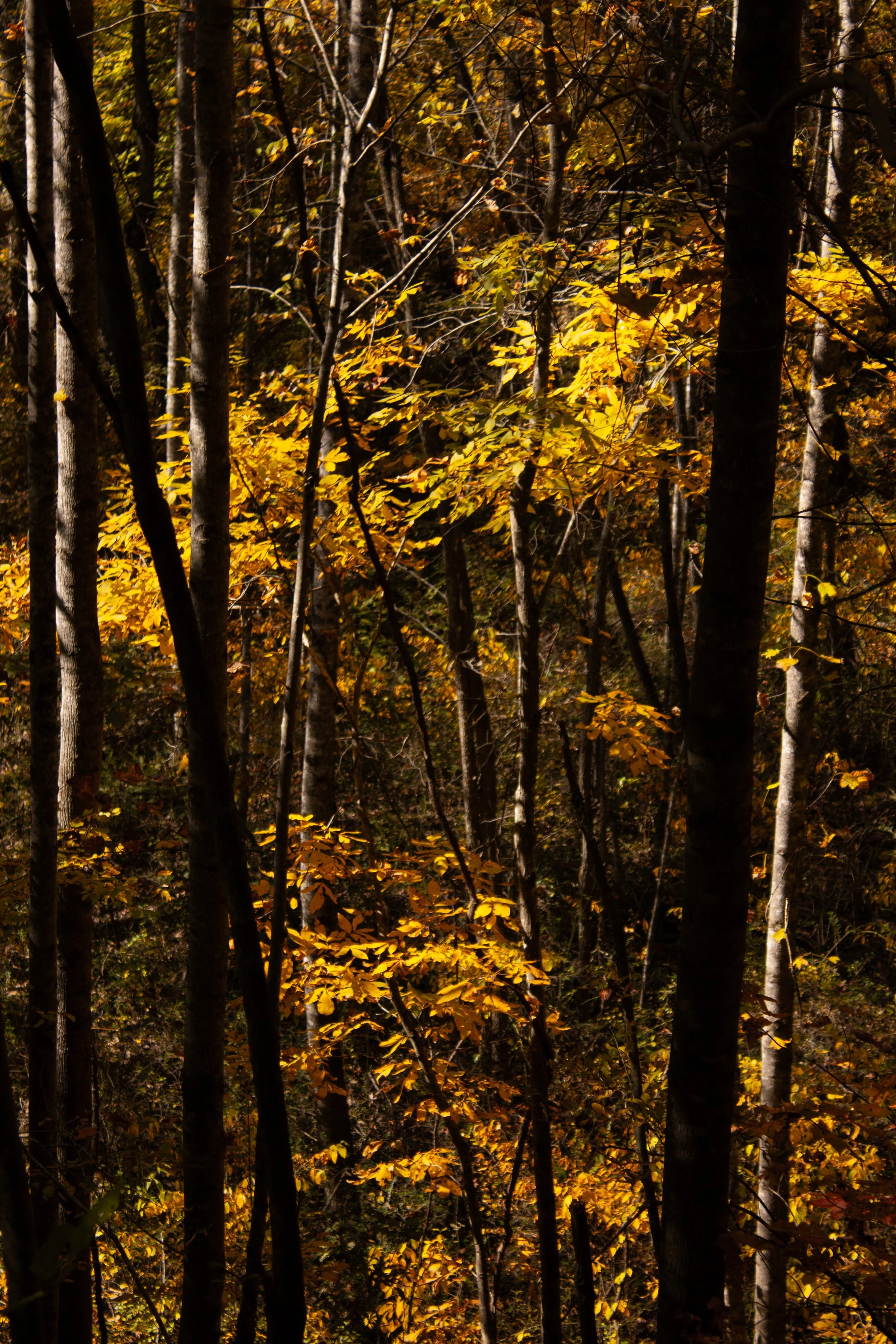 _MG_1387-Edit.jpg