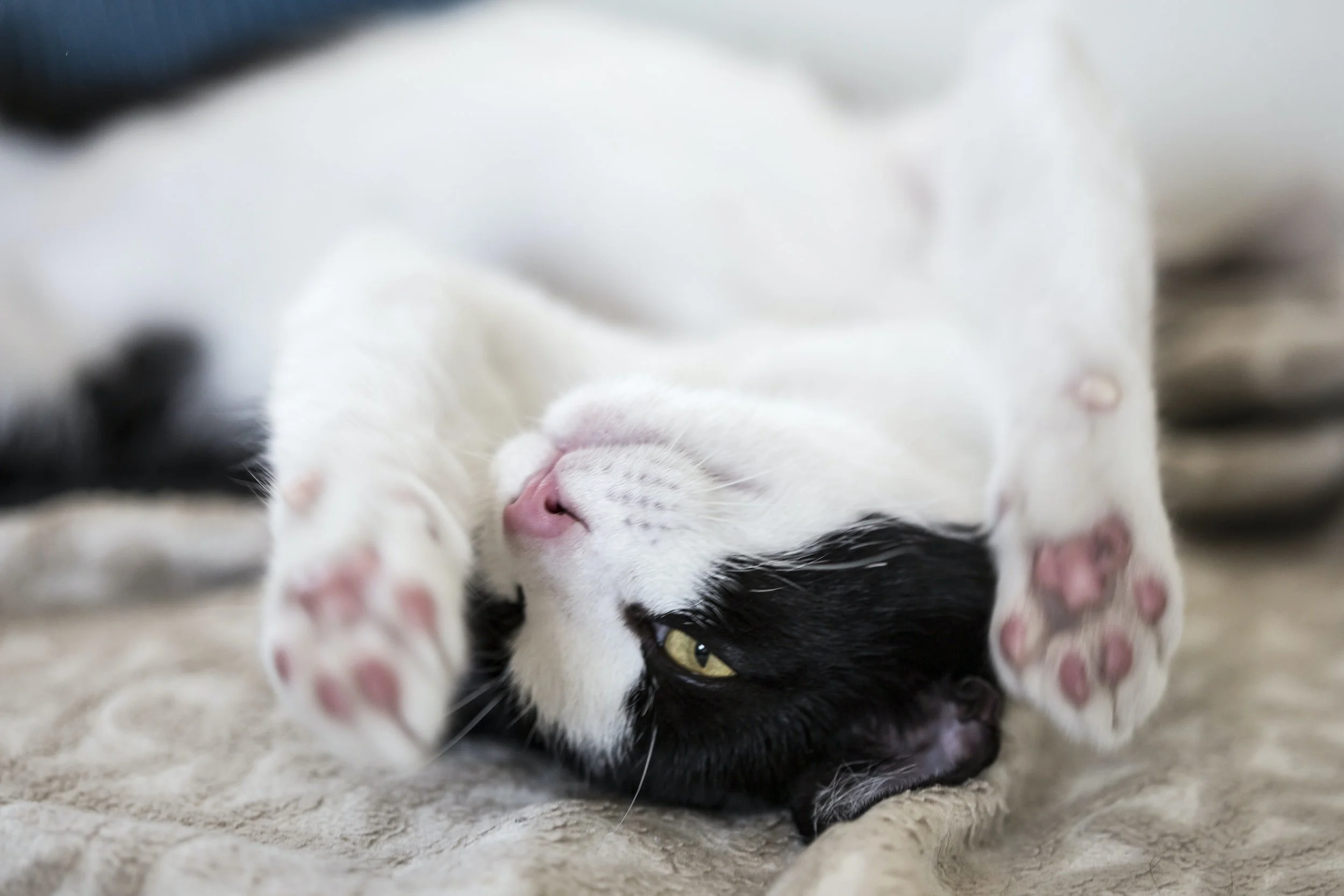Público:                         SNS para animais não avança este ano, mas há mais para fazer: “O Governo tem de deixar a provedora trabalhar”