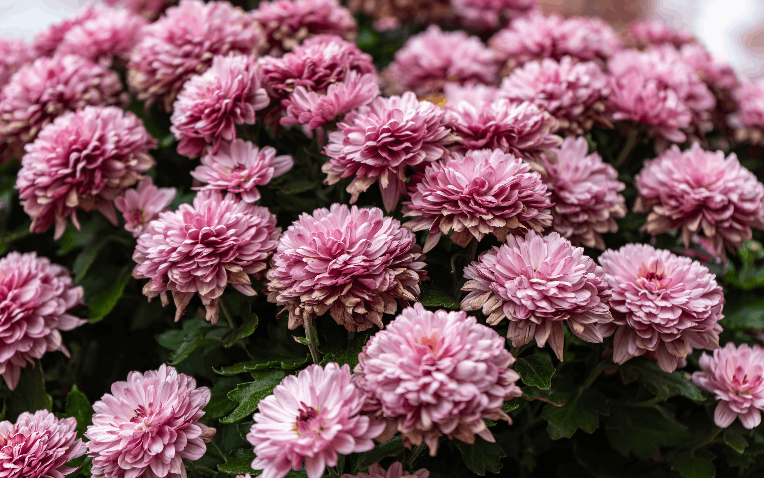 Close-up of pink chrysanthemums with layered petals.