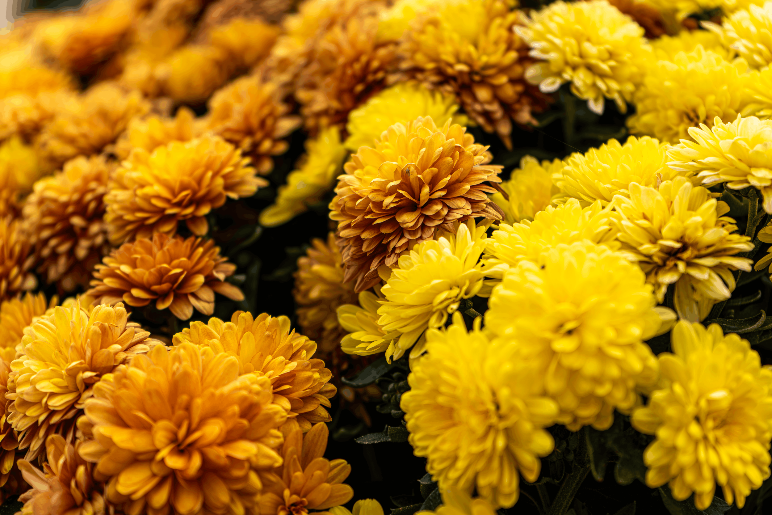 Close-up of yellow and orange chrysanthemum flowers in full bloom.