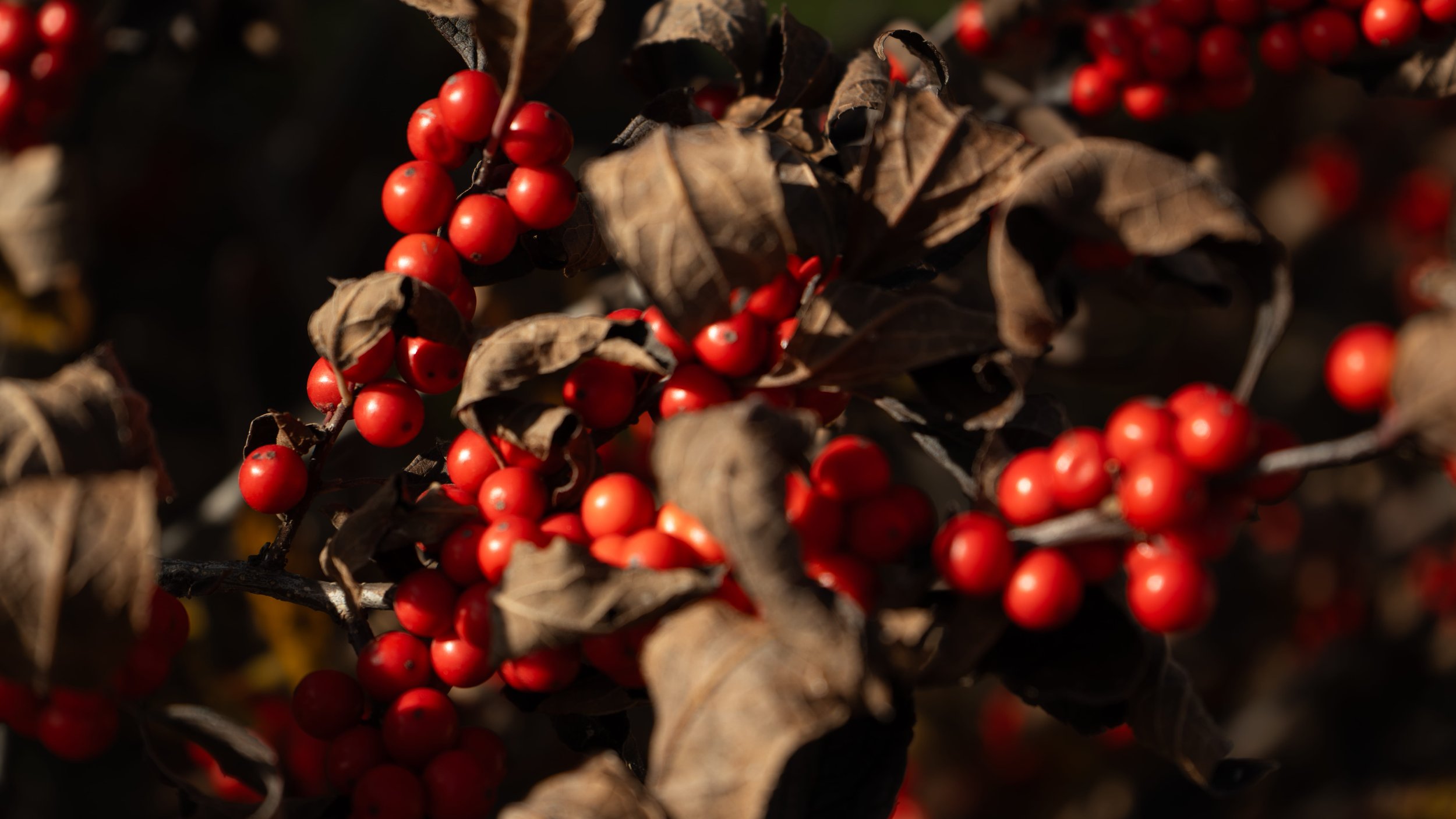 Clusters of bright red berries among withered brown leaves on a branch.