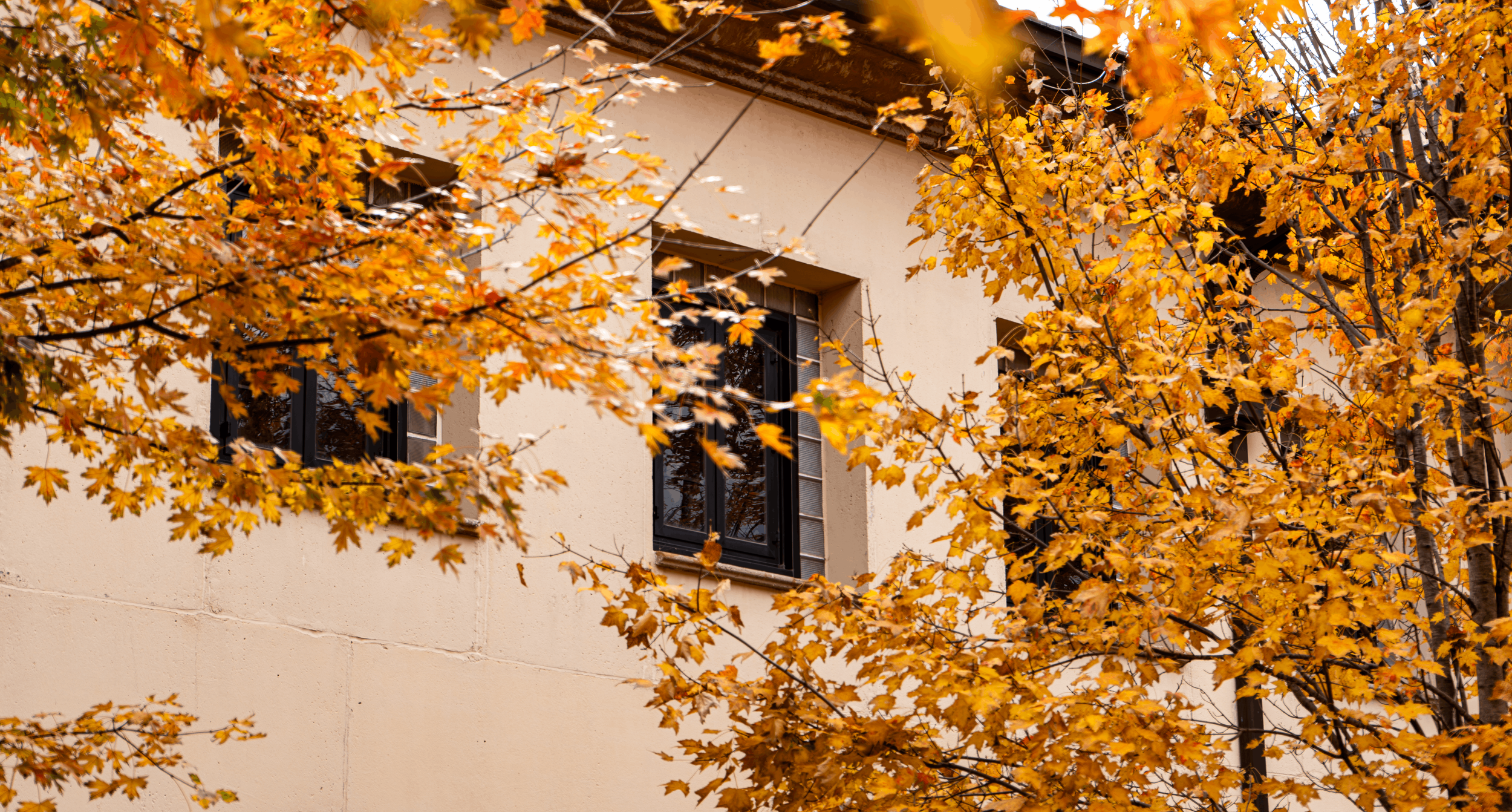 A building with beige walls and three rectangular windows surrounded by orange and yellow autumn leaves from a nearby tree.