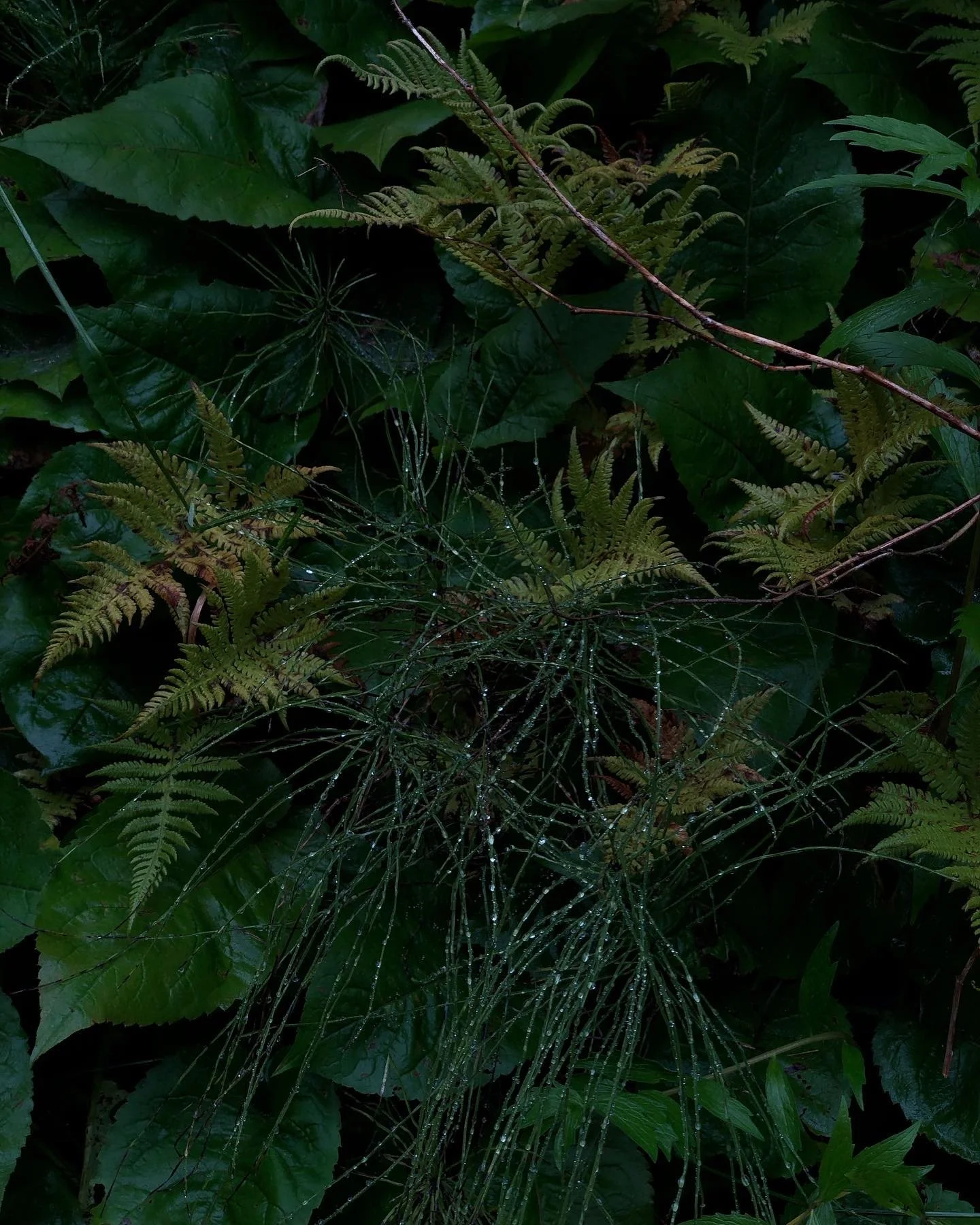 1CA549F7-F666-4368-A930-98D7BCD2F459.jpg