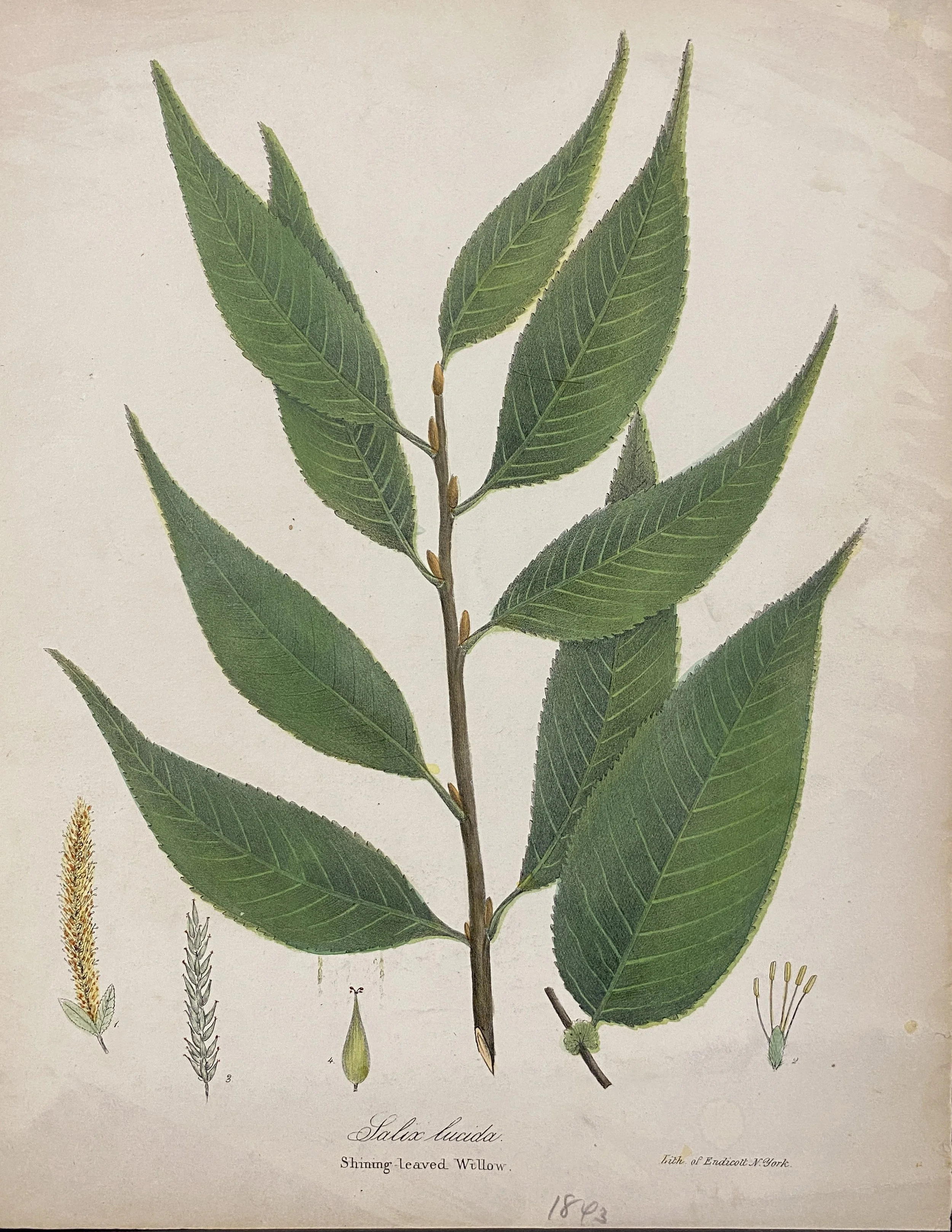 Simmering-Leaved Willow 1843, Lith. of Endicott