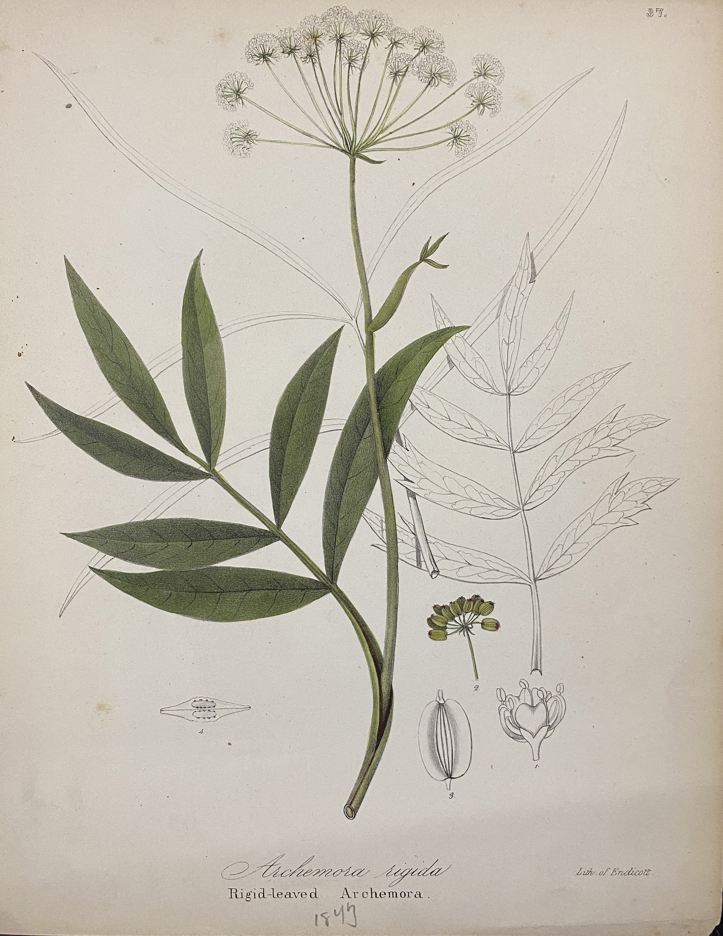 Rigid-leaved Archemora 1849, Lith. of Endicott