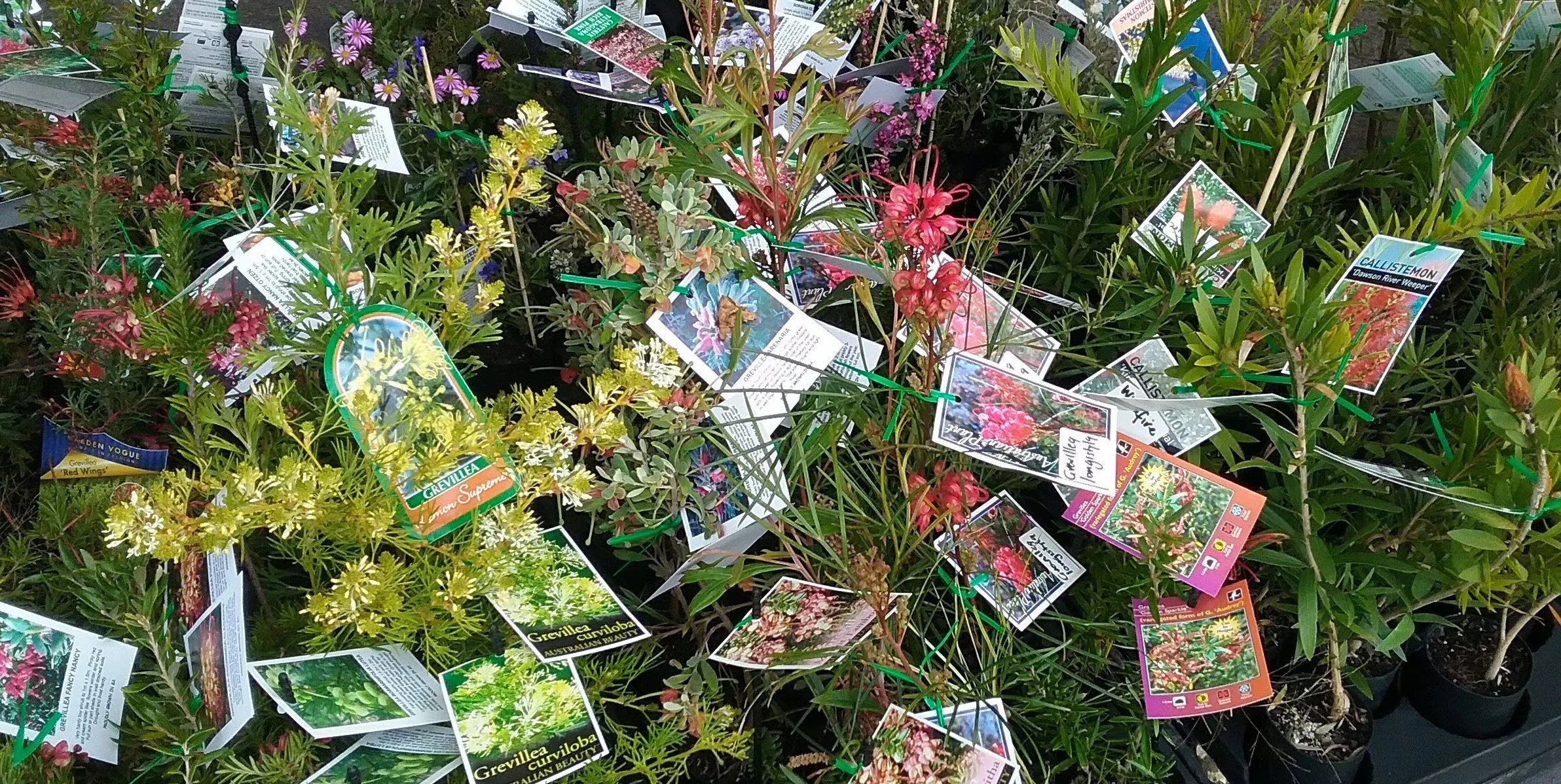 Trigg Plants