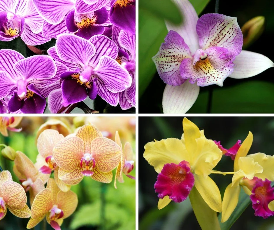Hidden Valley Orchids