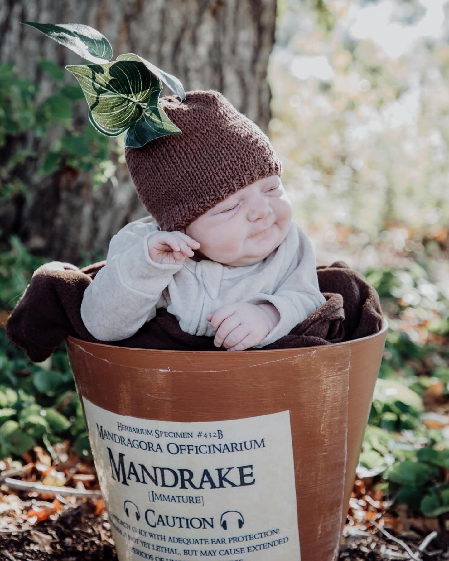 Mandrake Willow 🫶🏻 for all you Harry Potter lovers out there! @milduraphotography #newborn #mildurafamilyphotographer #love #mandrake #harrypotter