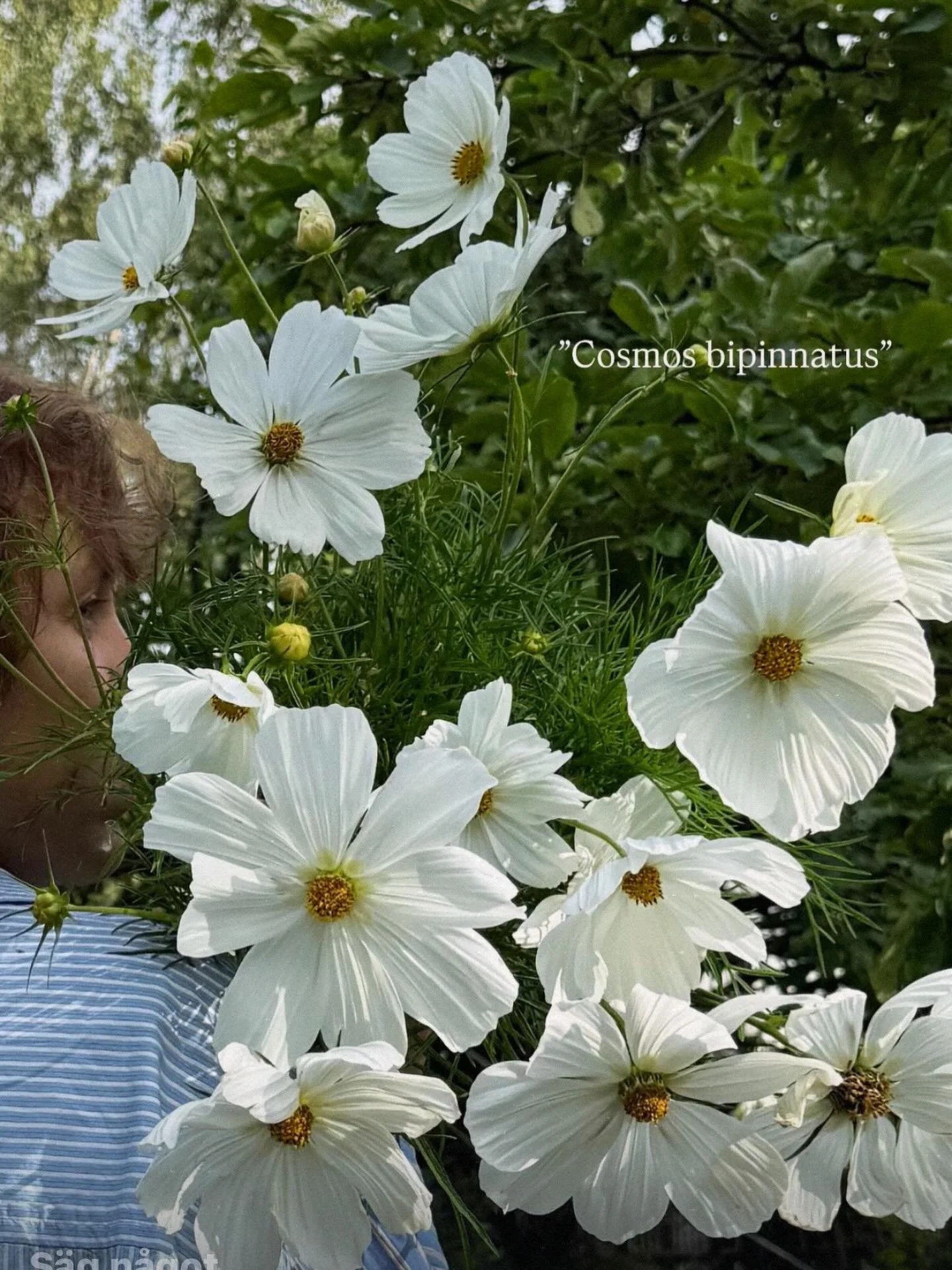 🤍”Cosmos bipinnatus” 🤍