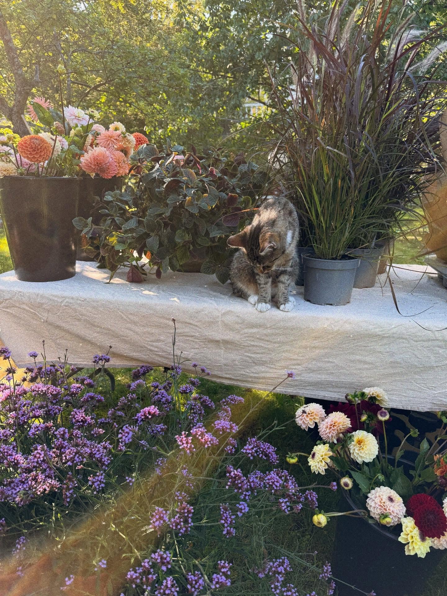 Vet inte exakt vad som h&auml;nde men vi sk&ouml;rdade massor och k&ouml;pte underbara svenskodlade blommor i kruka och &ouml;ppnade butik i tr&auml;dg&aring;rden i Nacka! V&auml;lkomna!