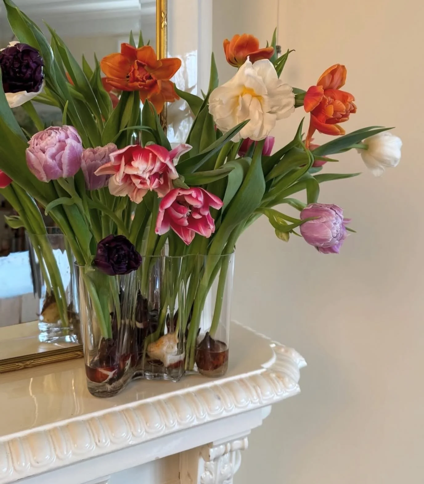 @cervera h&auml;lsade p&aring; och vi skapade magi med Svenskodlade tulpaner 🌷