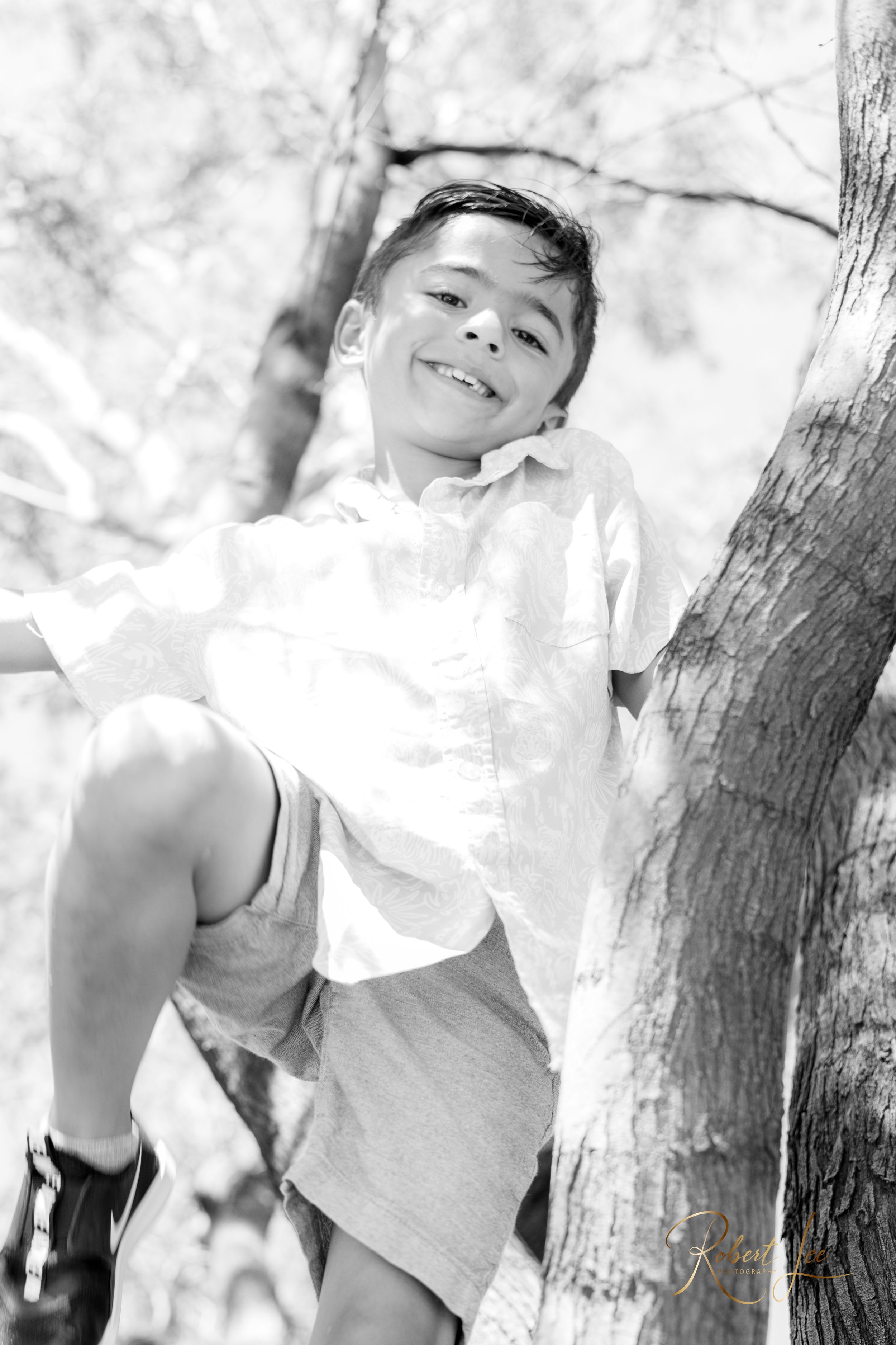 A young boy wearing a light-colored shirt, shorts, and sneakers climbing a tree and smiling at the camera in a sunny outdoor setting. Tucson Portrait photographer. Robert lee Photography.
