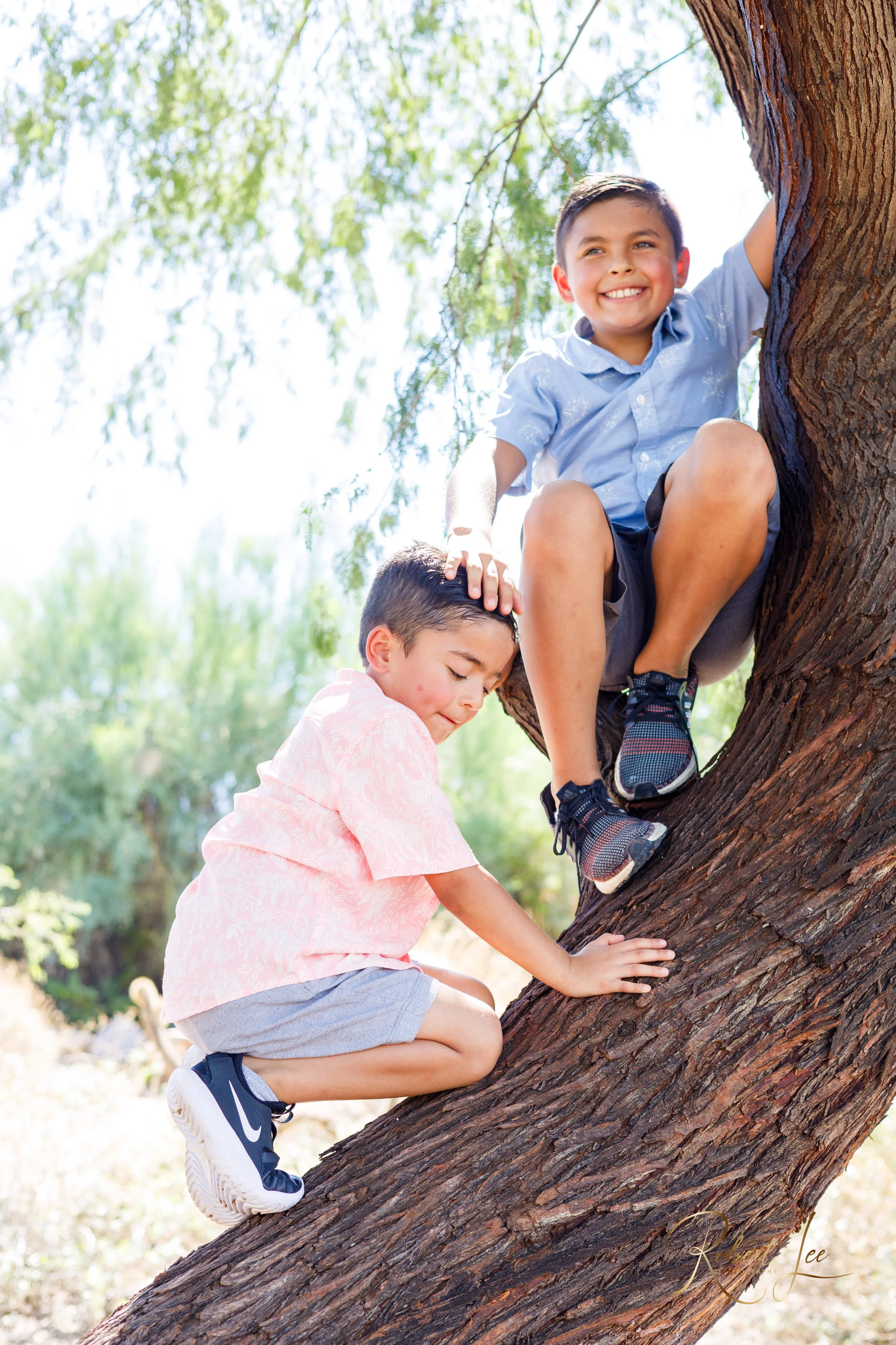 Two young boys climbing a large tree outdoors on a sunny day, one boy with a blue shirt sitting higher and a boy with a pink shirt lower on the tree trunk. Tucson Portrait photographer. Robert lee Photography.