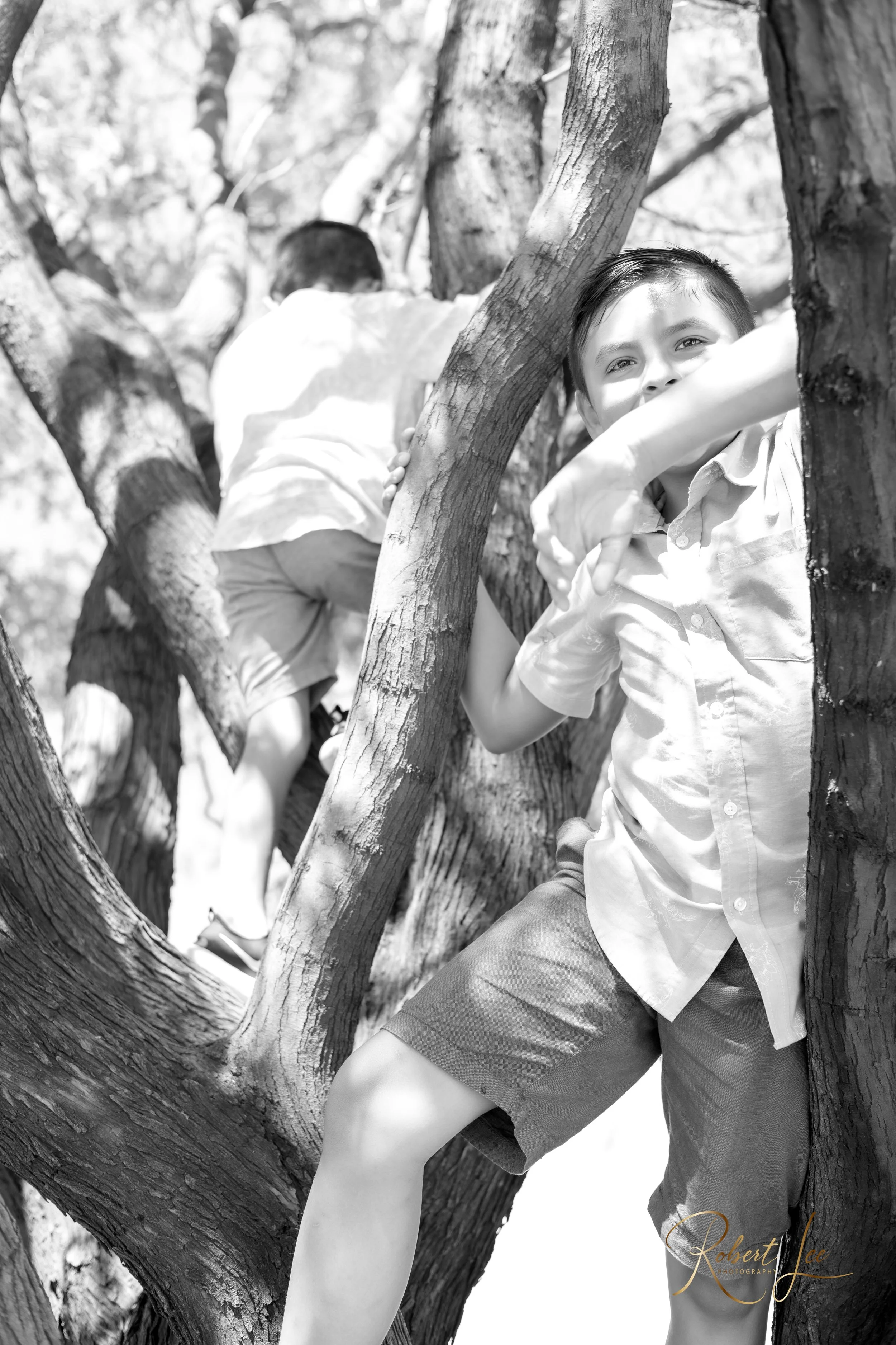 Two young boys climbing a tree outdoors in bright sunlight, one smiling at the camera and the other facing away. Tucson Portrait photographer. Robert lee Photography.