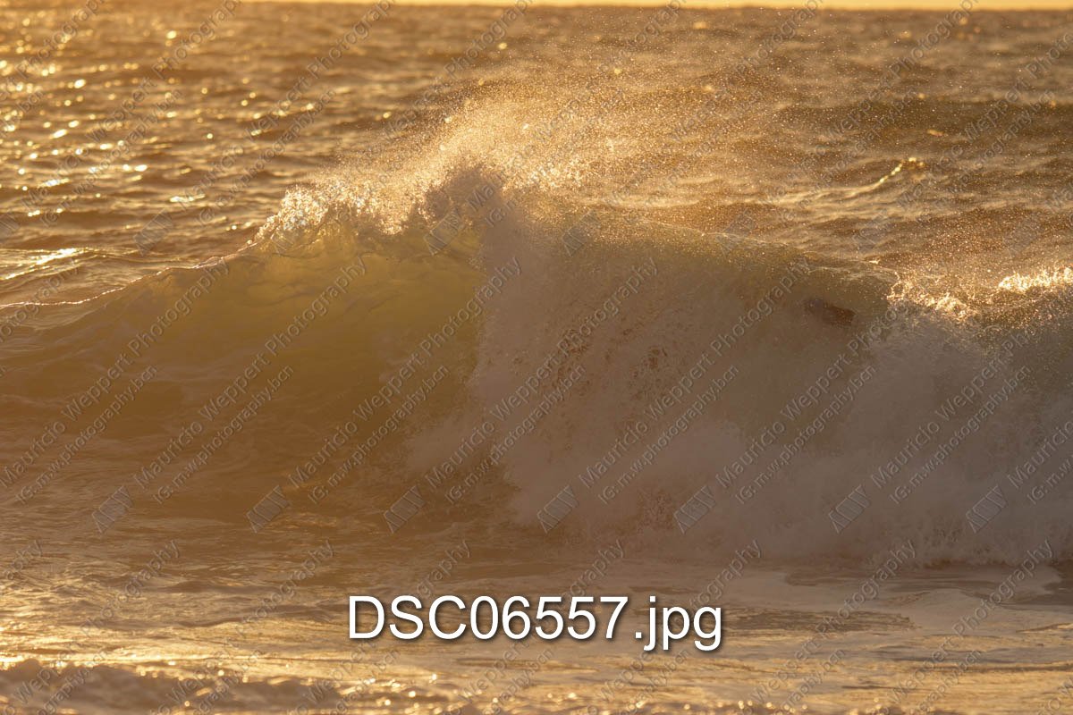 DSC06557.jpg