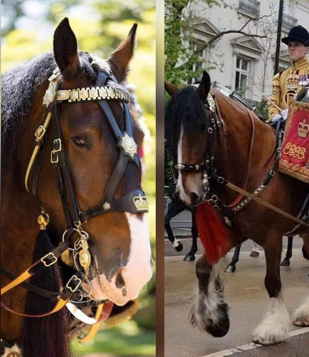 Famous Shires return from Household Cavalry for parade