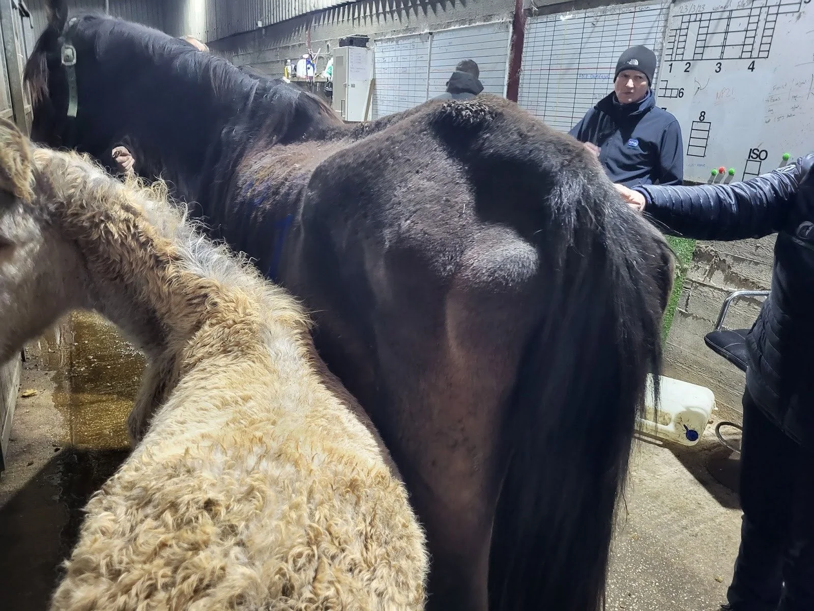 Ban for man who neglected horses at North Wales farm