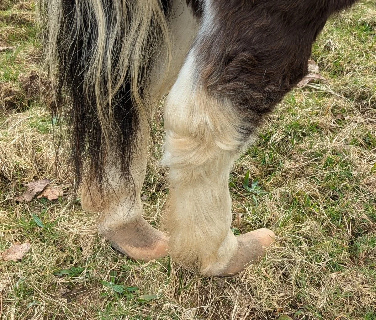 Shetland to be rehomed by RSPCA after neglect case