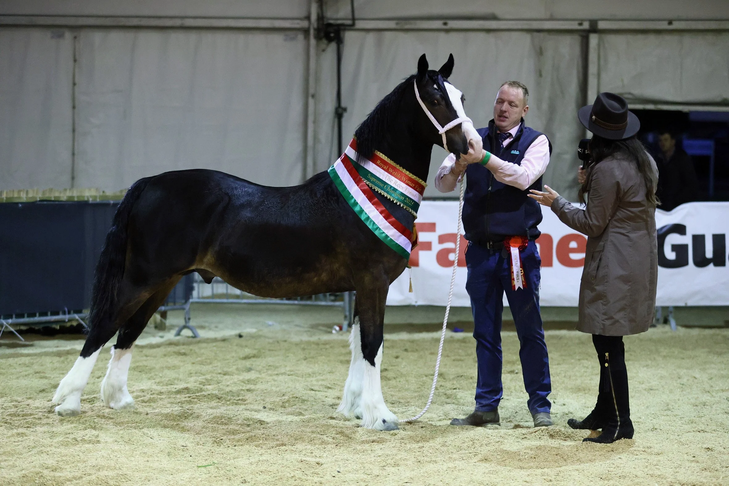 Yearling crowned supreme champ at Royal Welsh Winter Fair