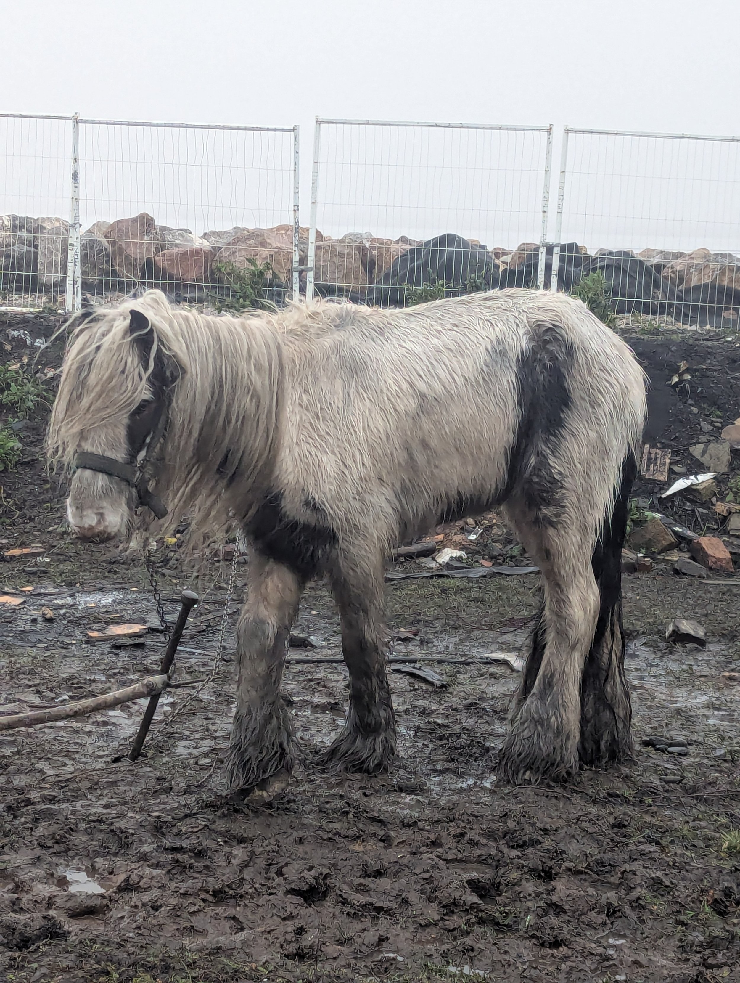 Pony in poor state taken into RSPCA care in Cardiff
