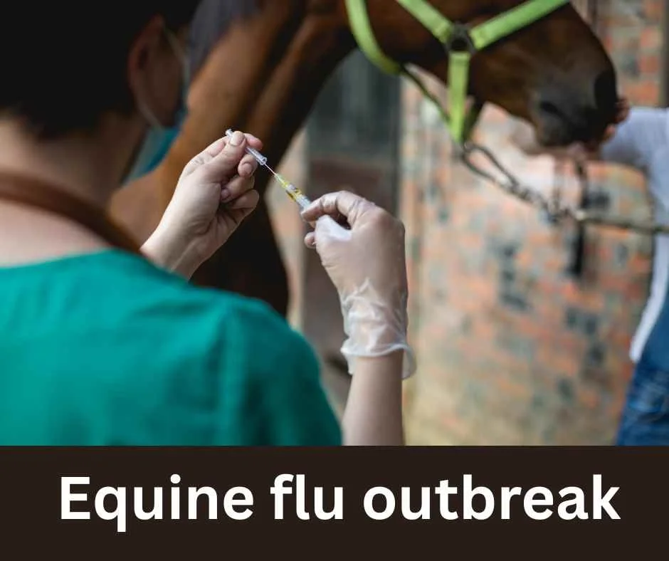Shows cancelled, vaccine checks as flu outbreak spreads